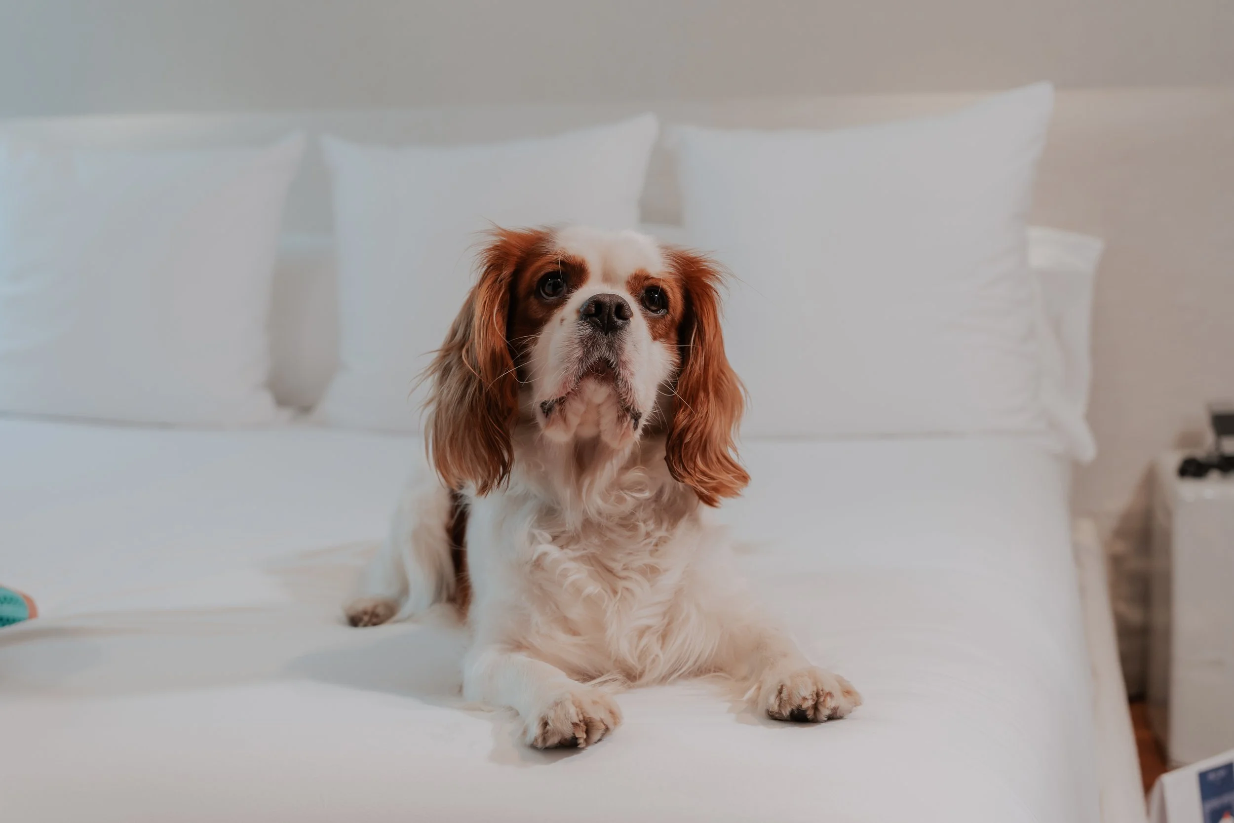 Cavalier King Charles relajado en su habitación pet-friendly de Suites Avenue, Derby Hotels