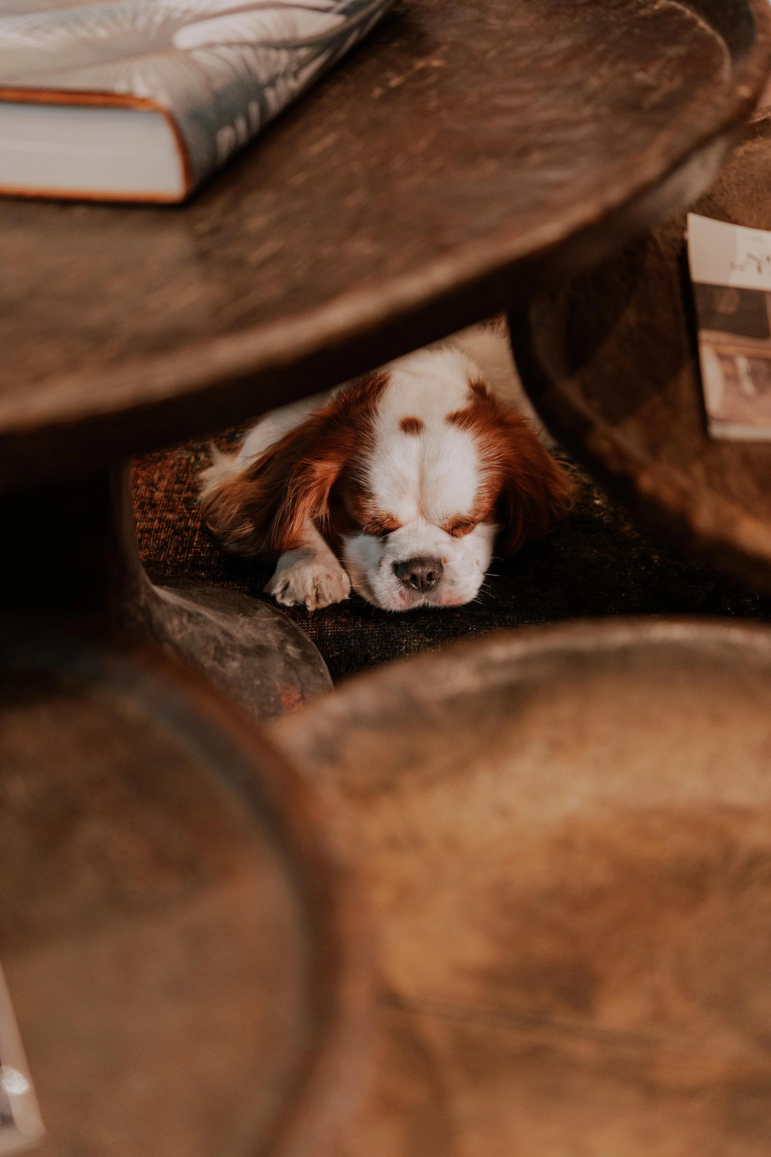 Perro descansando en el hall del Hotel Granados 83, hotel pet-friendly de Derby Hotels
