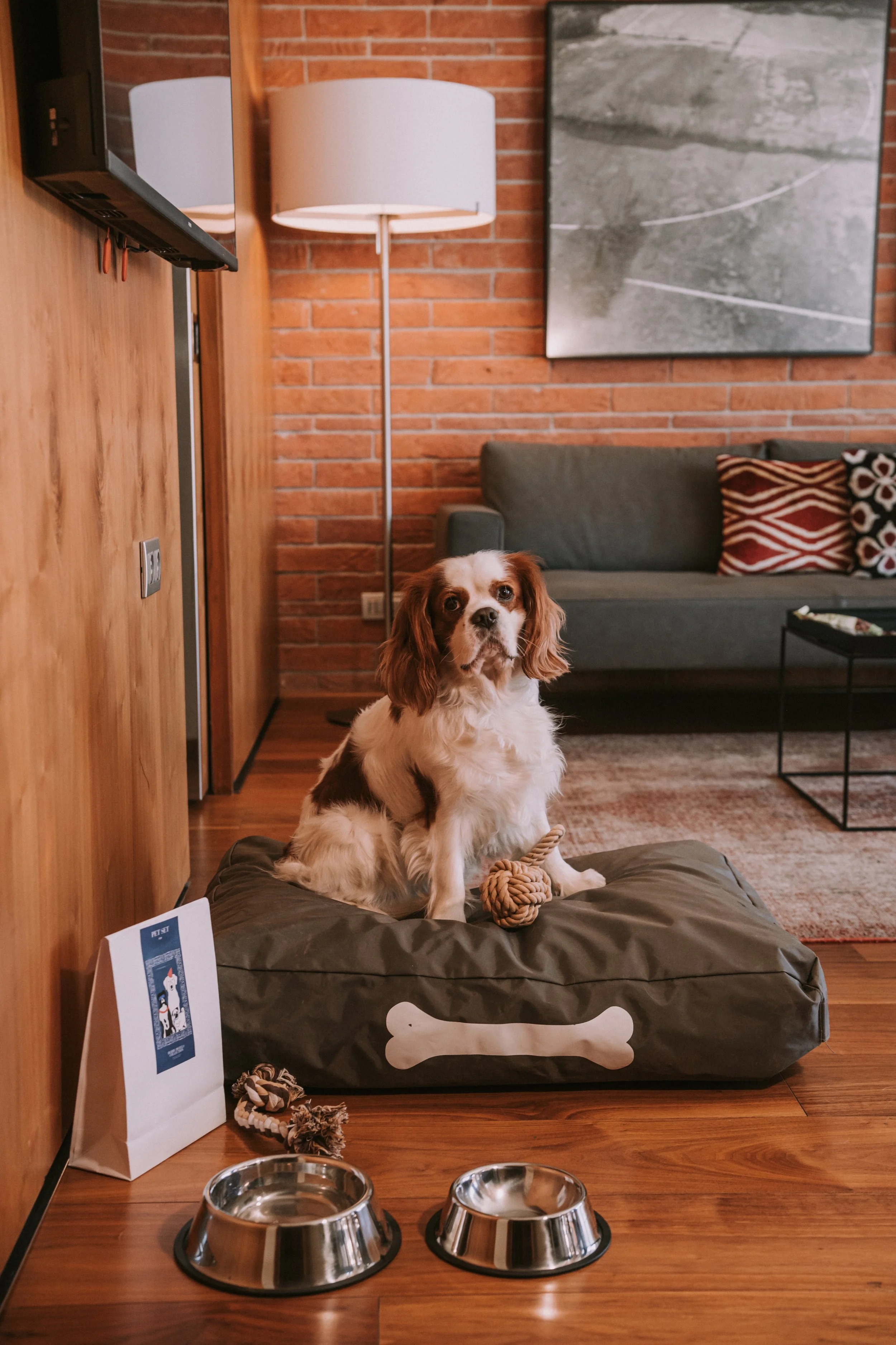 Cavalier King Charles en su cama pet-friendly en Suites Avenue, Derby Hotels Barcelona