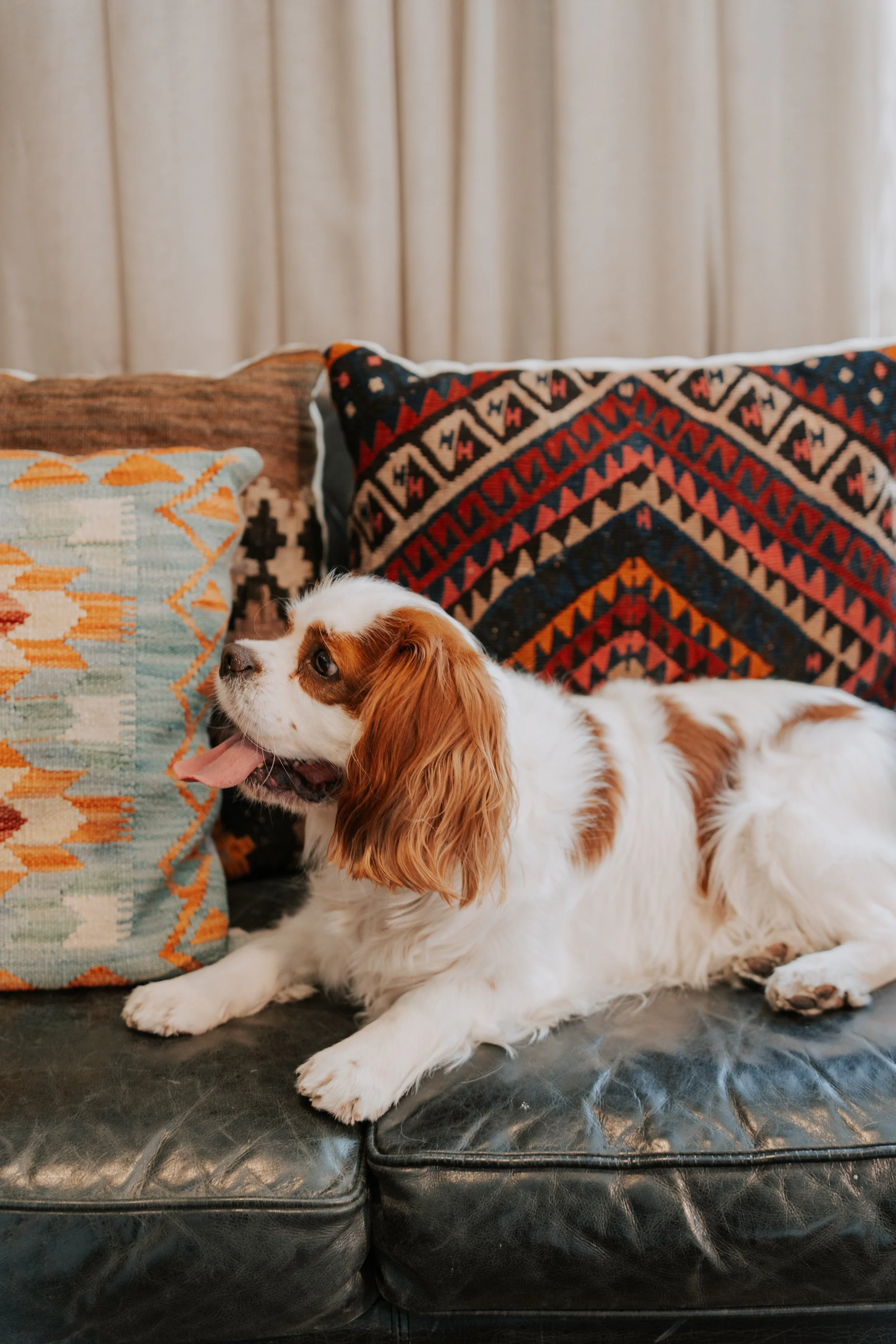 Cavalier King Charles junto a la decoración del Hotel Balmes, Derby Hotels Barcelona