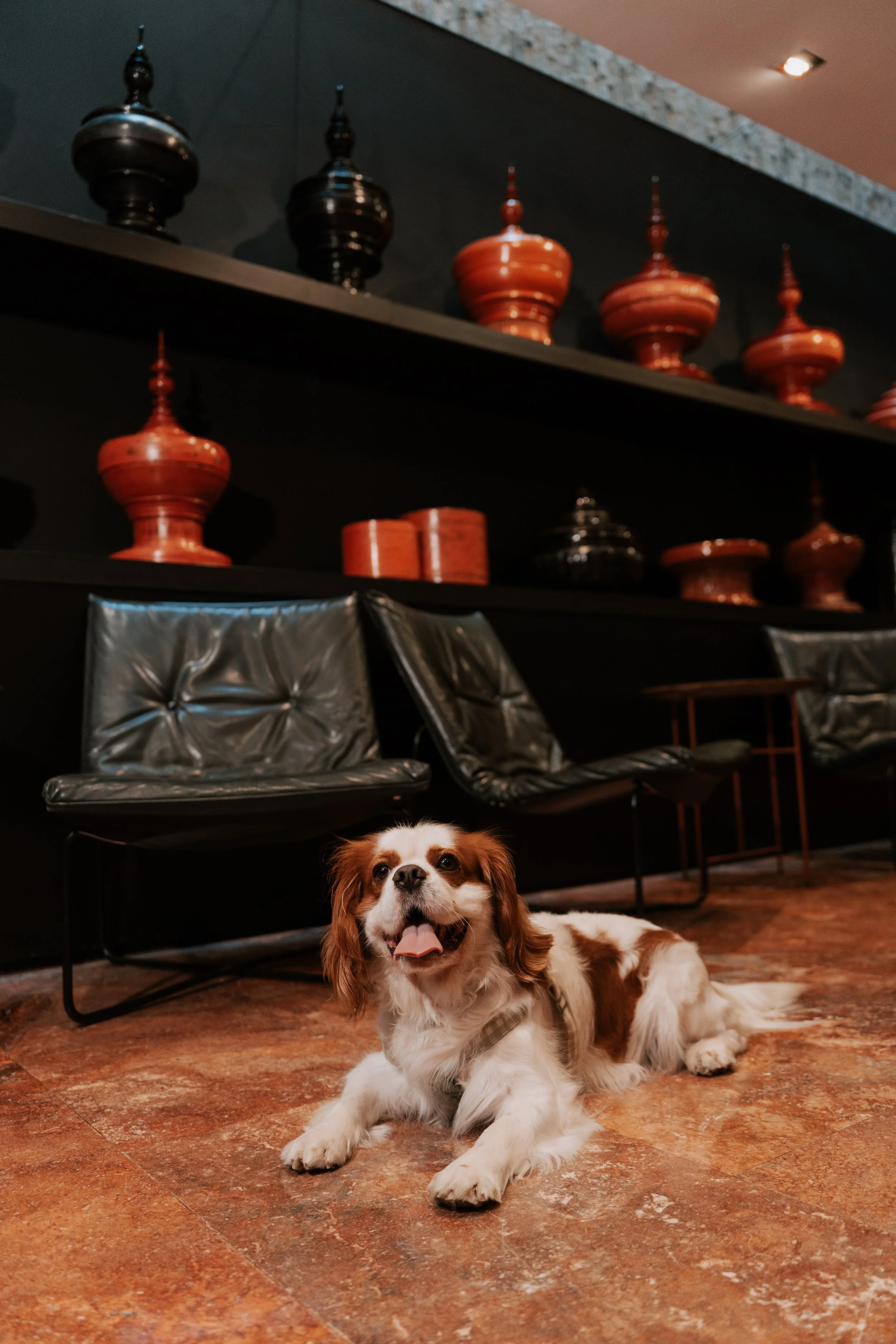 Perro en zona común de Suites Avenue, hotel pet-friendly de Derby Hotels Barcelona