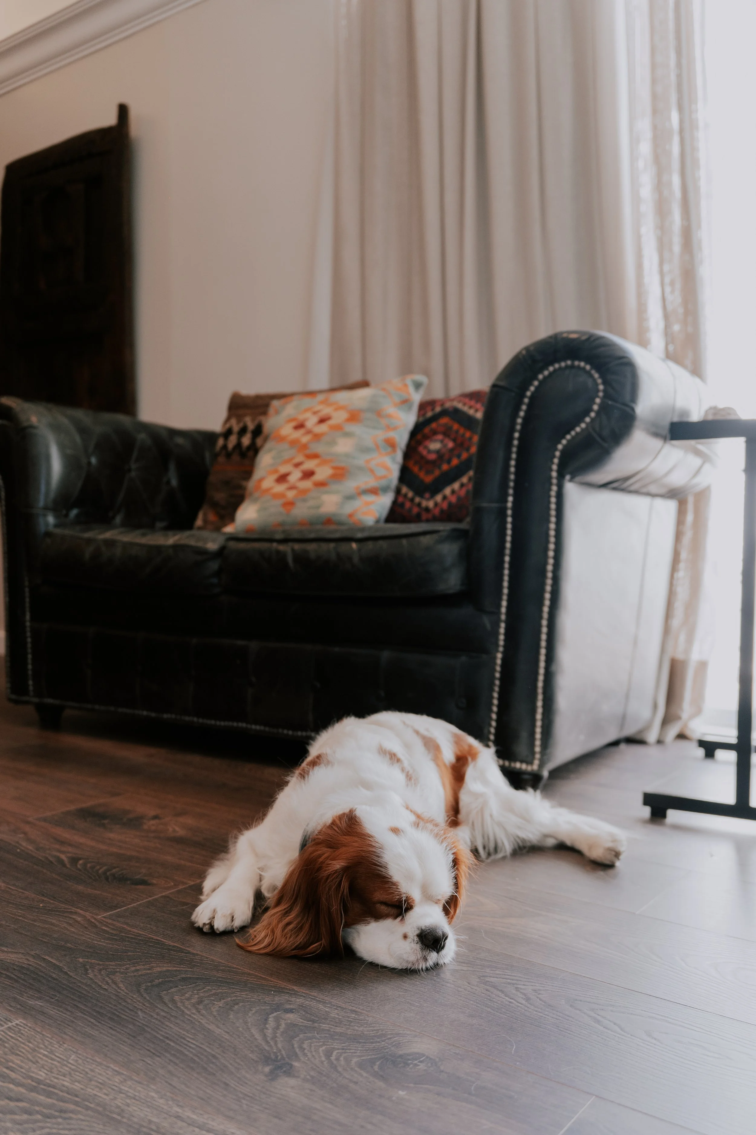 Cavalier King Charles junto a la decoración del Hotel Balmes, Derby Hotels Barcelona