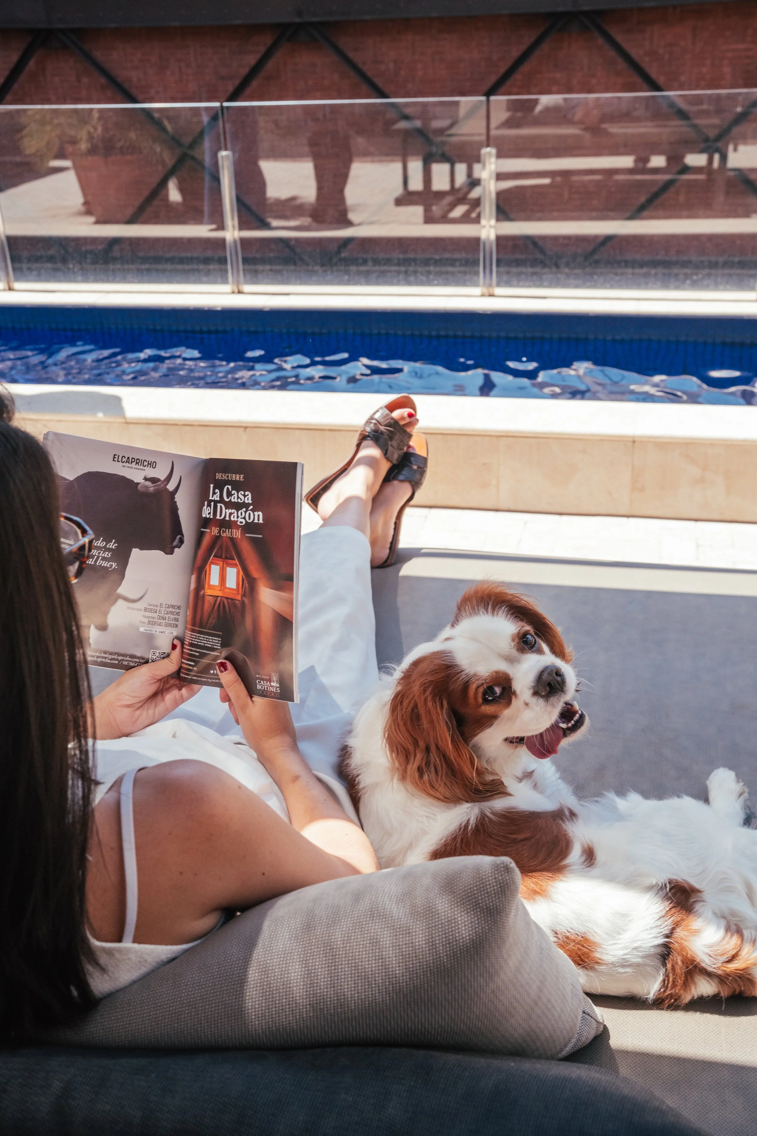 Cavalier King Charles en la terraza del Hotel Granados 83, experiencia pet-friendly Derby Hotels Barcelona