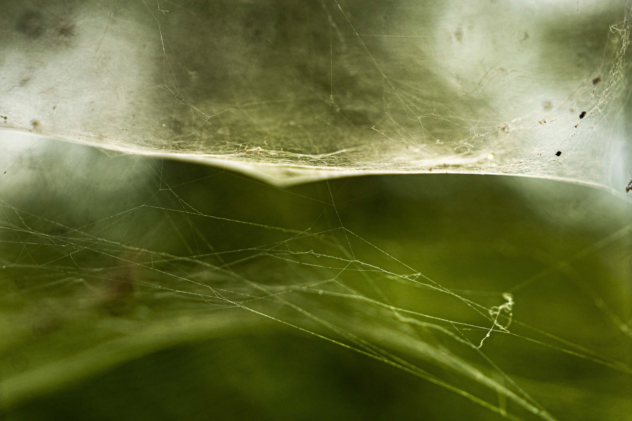 Spider.jpg