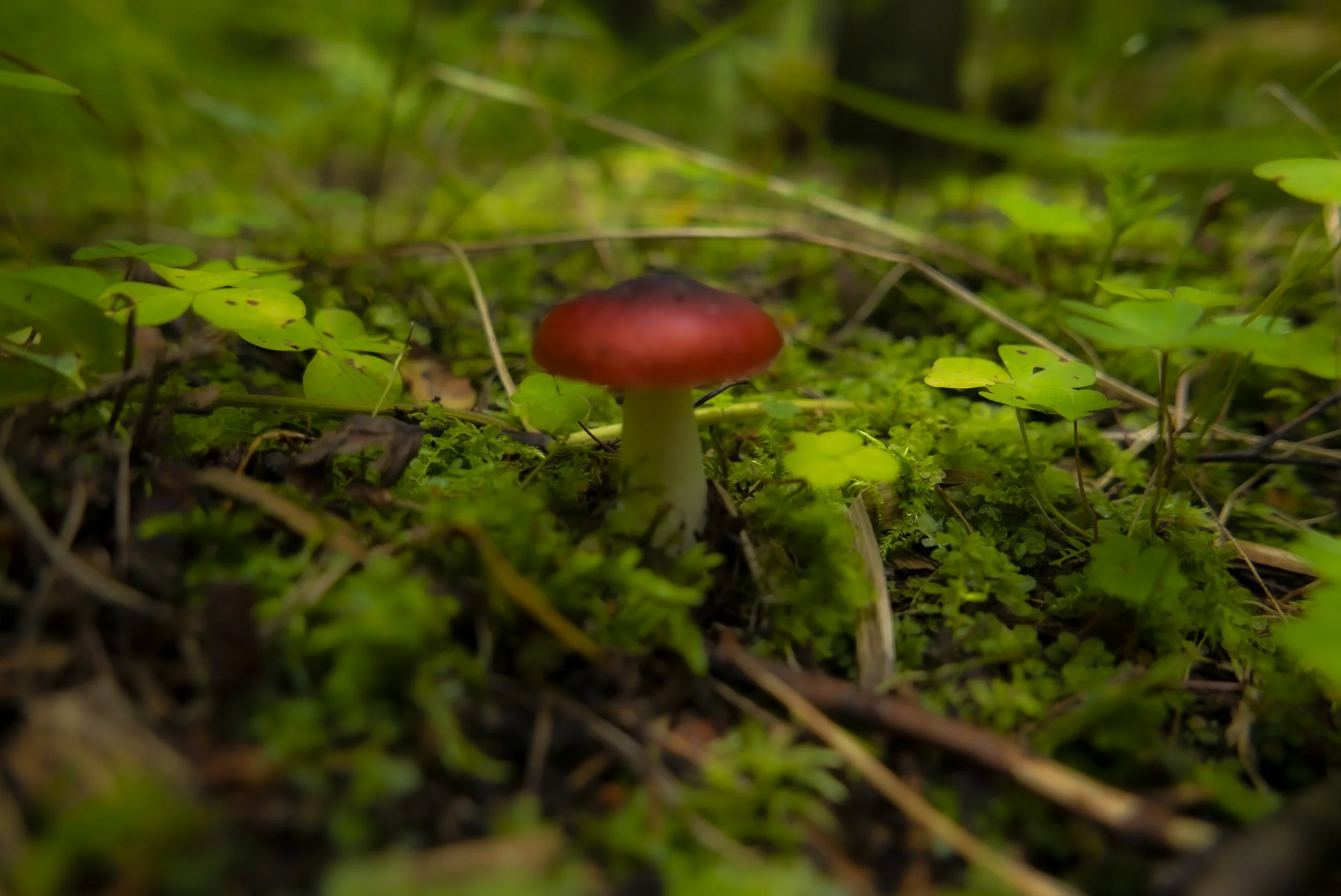 Fungi .jpg