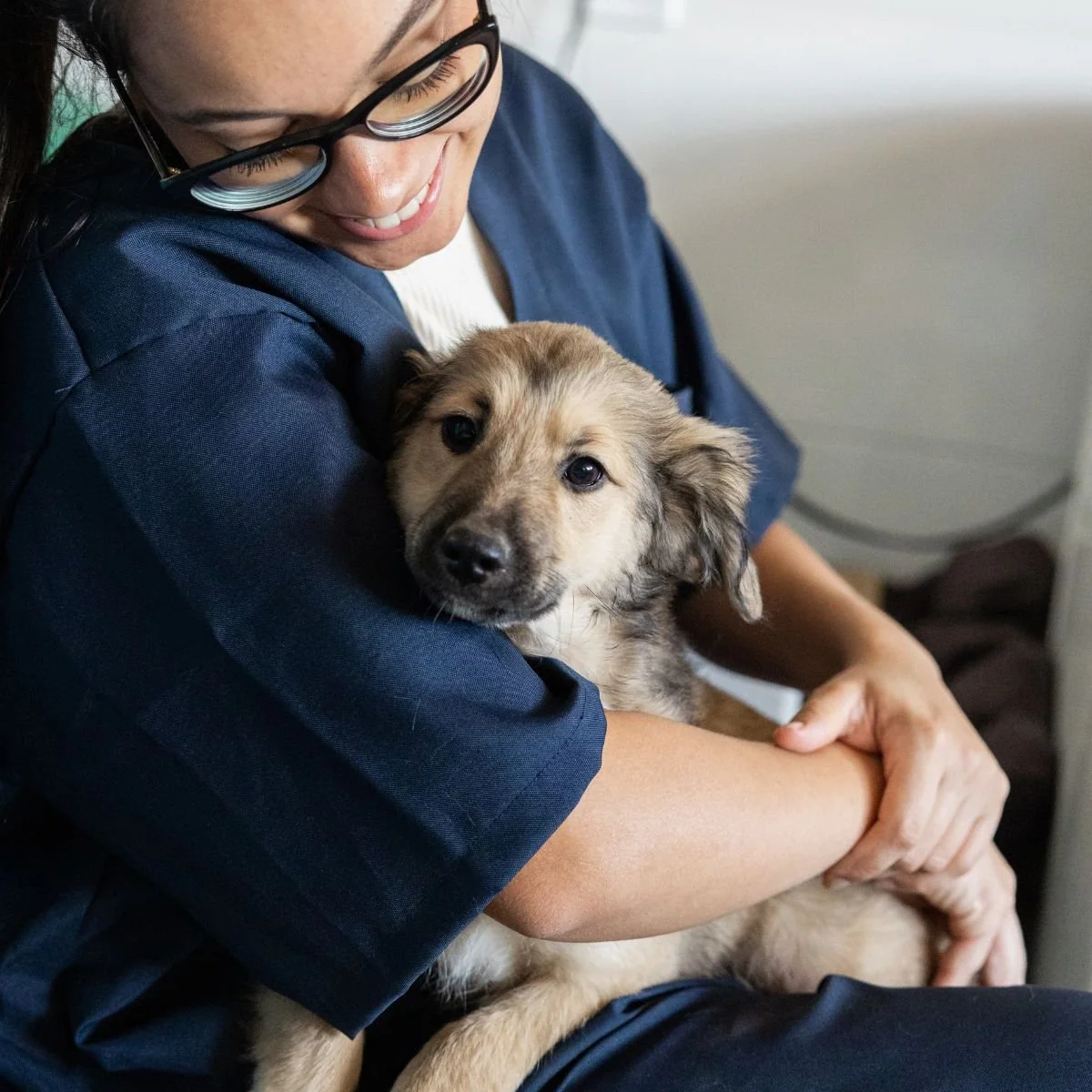 Seamless Relocation and Fit-Out for Veterinary Practices