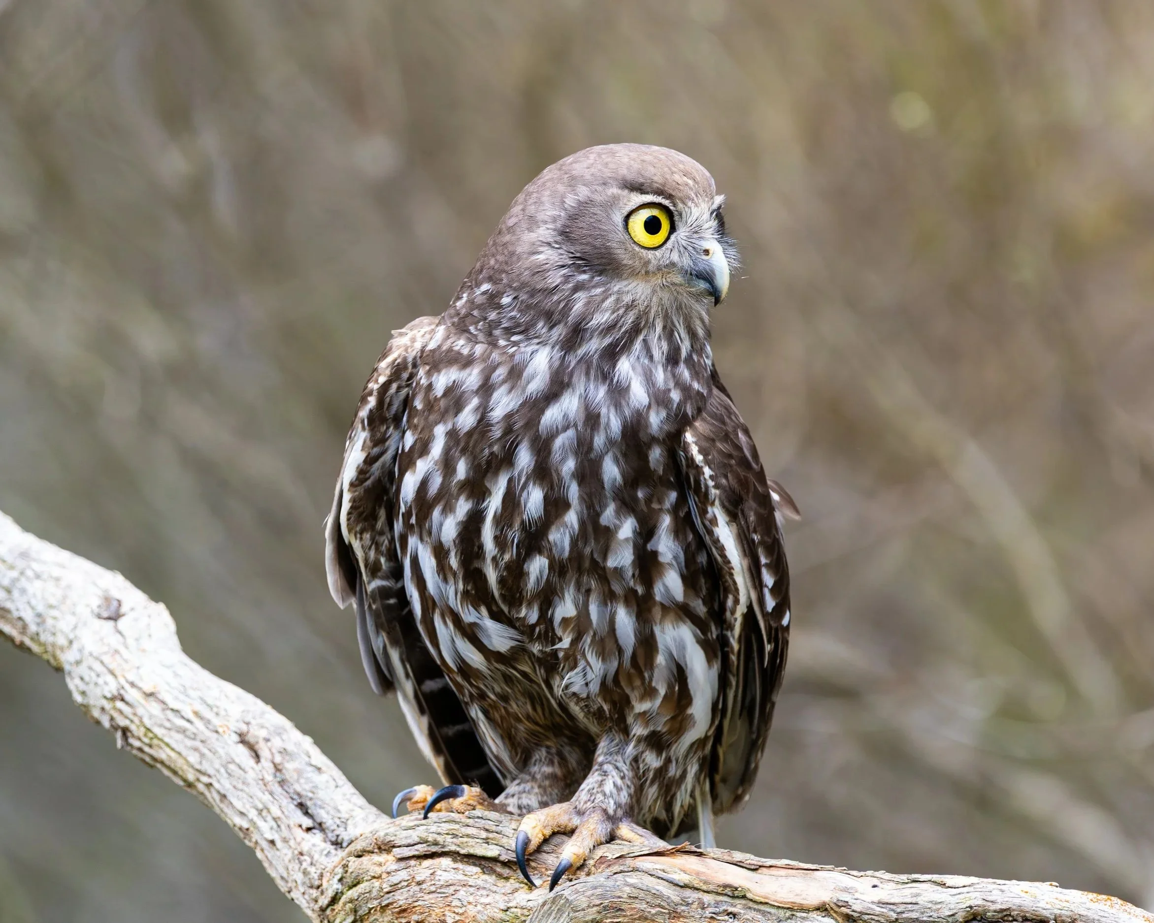 Barking+Owl-1.jpg