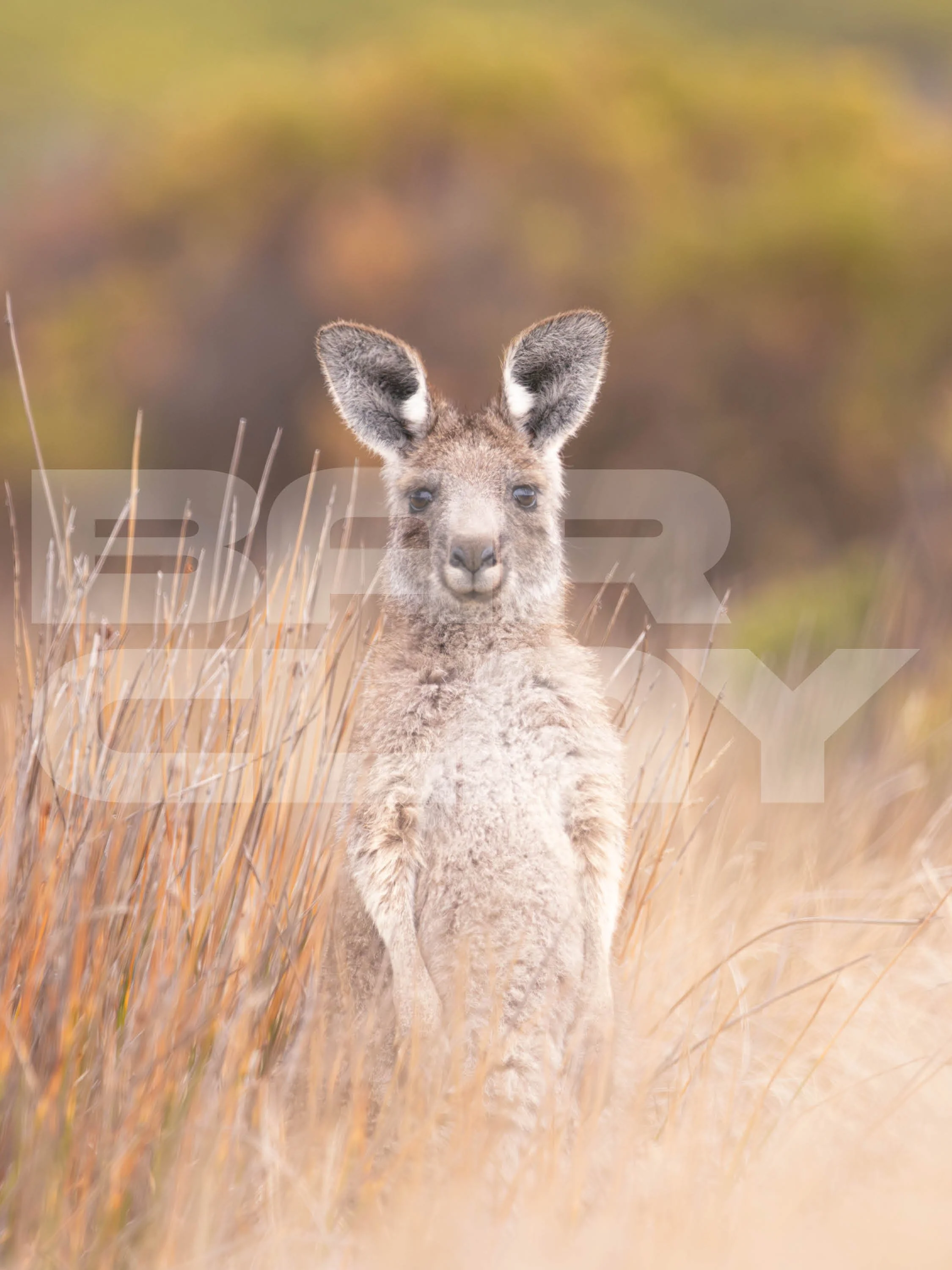 Watermarked image10.jpg