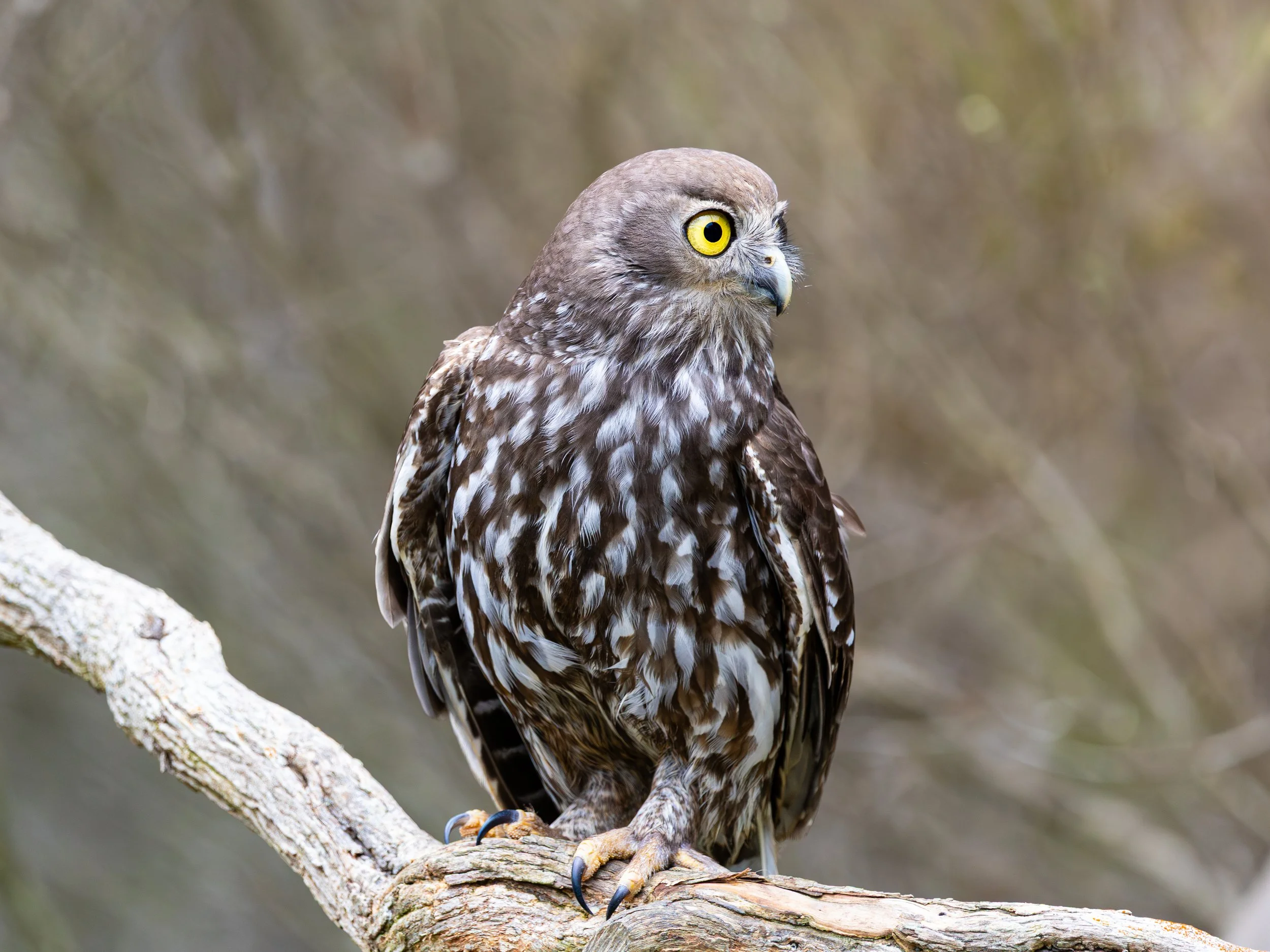 Barking Owl-1.jpg