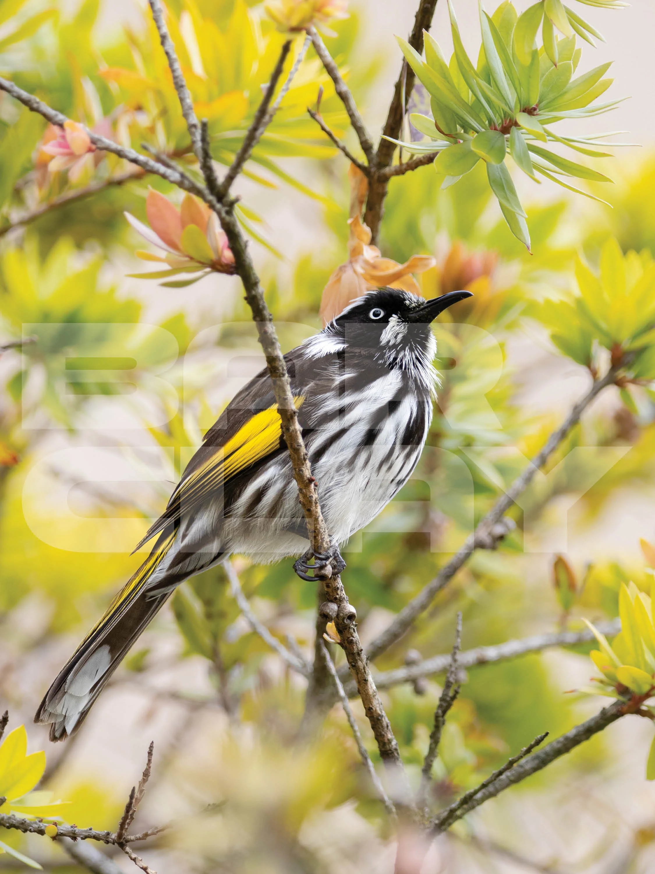 Watermarked image15.jpg