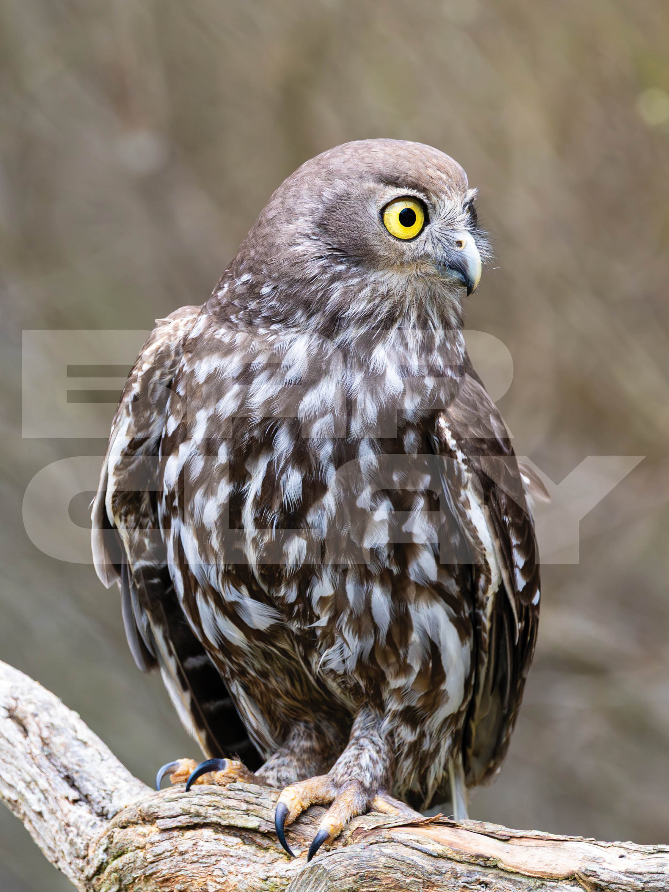 Watermarked image9.jpg