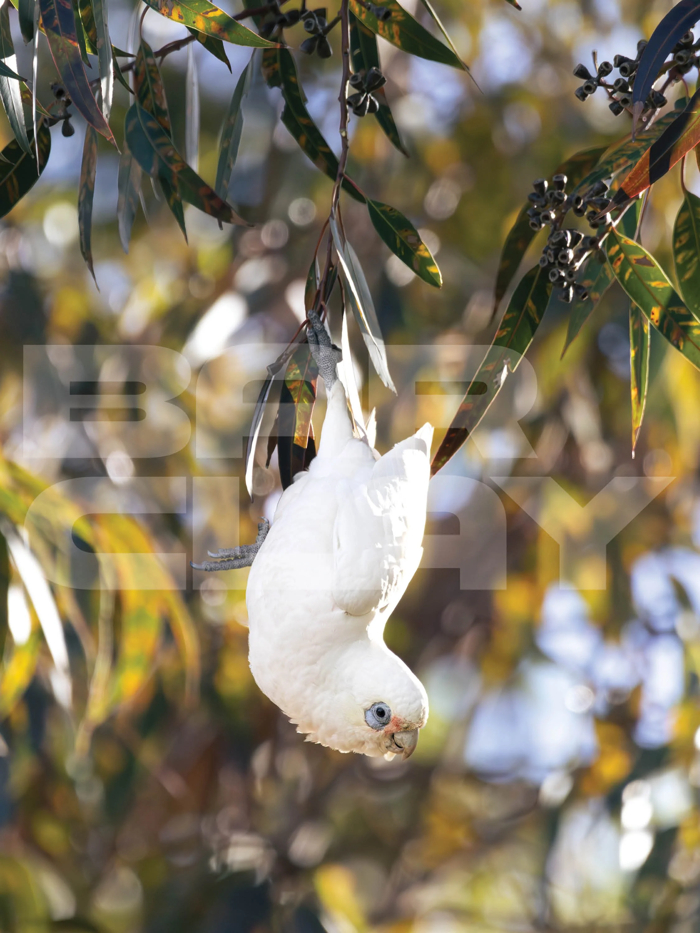 Watermarked image18.jpg