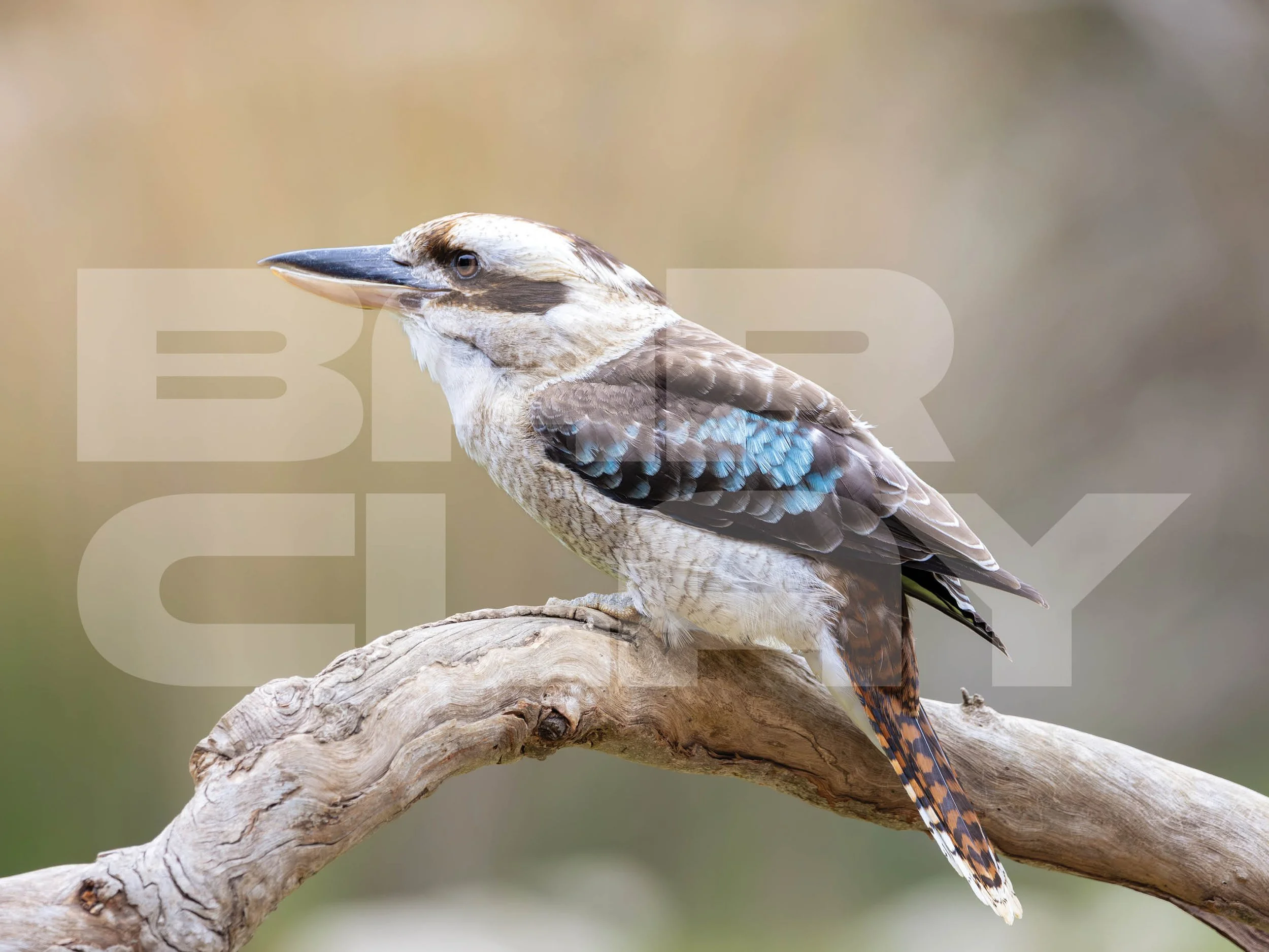 Watermarked image3.jpg