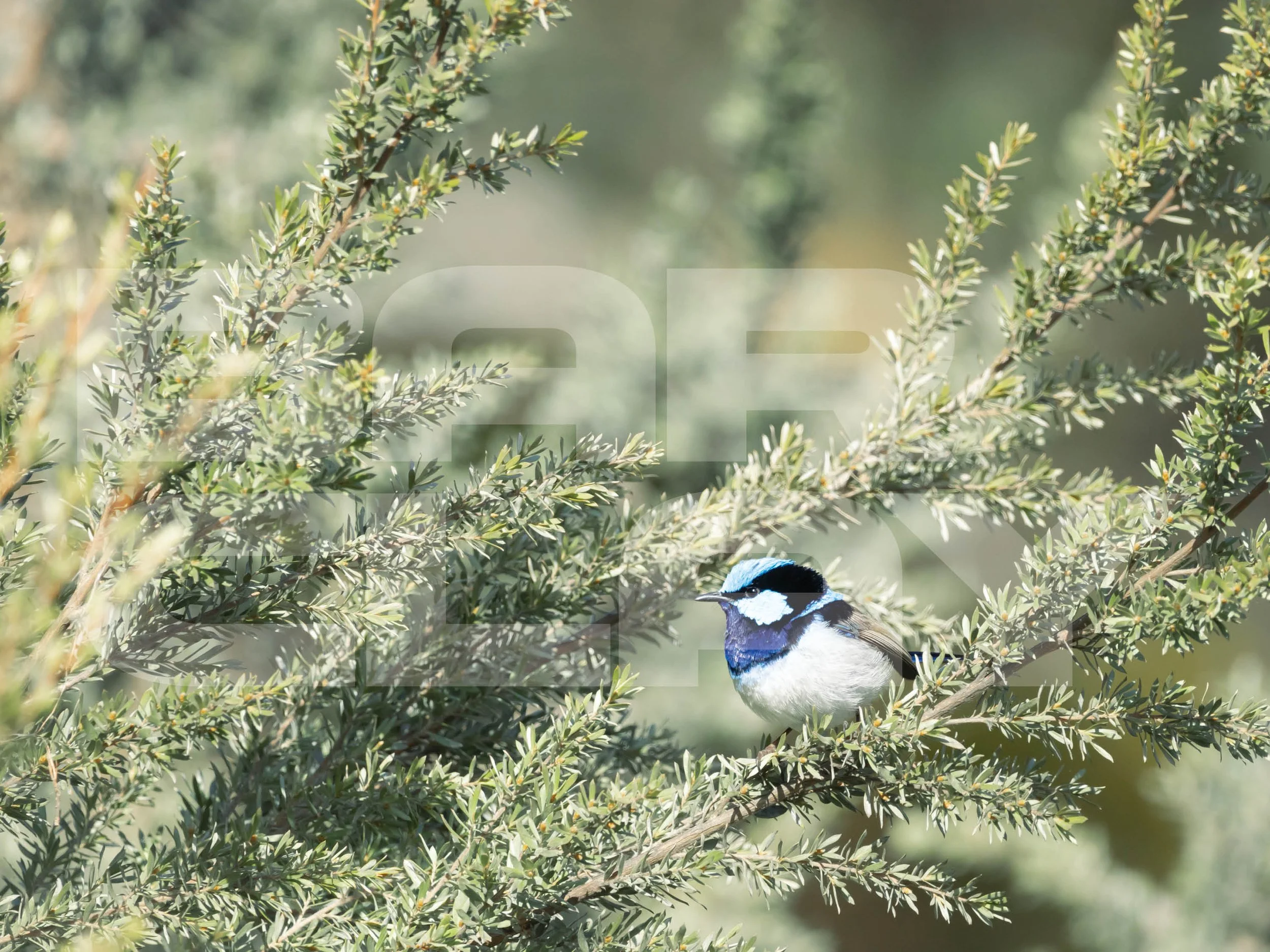 Watermarked image7.jpg