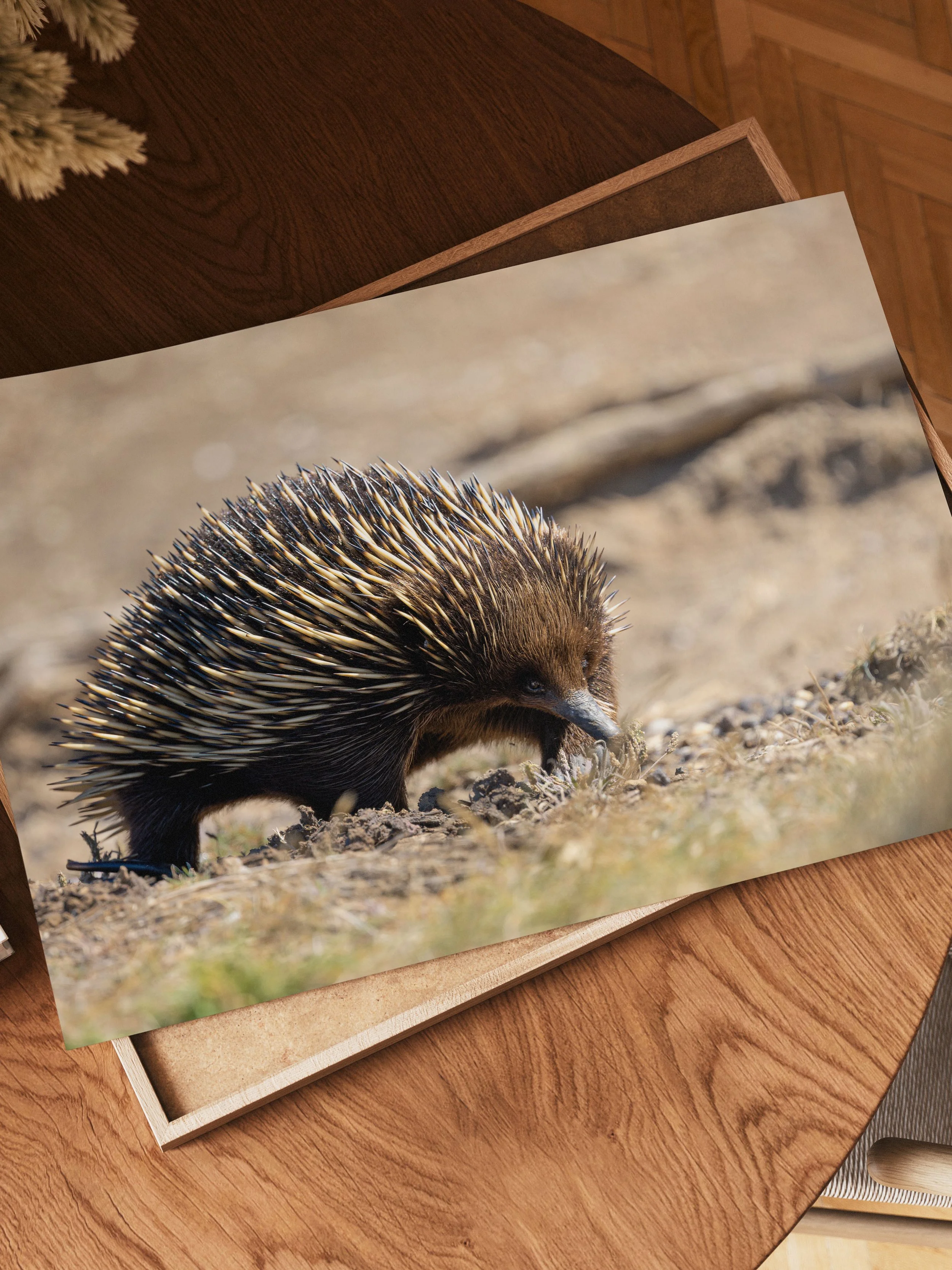 Short-Beaked Echidna