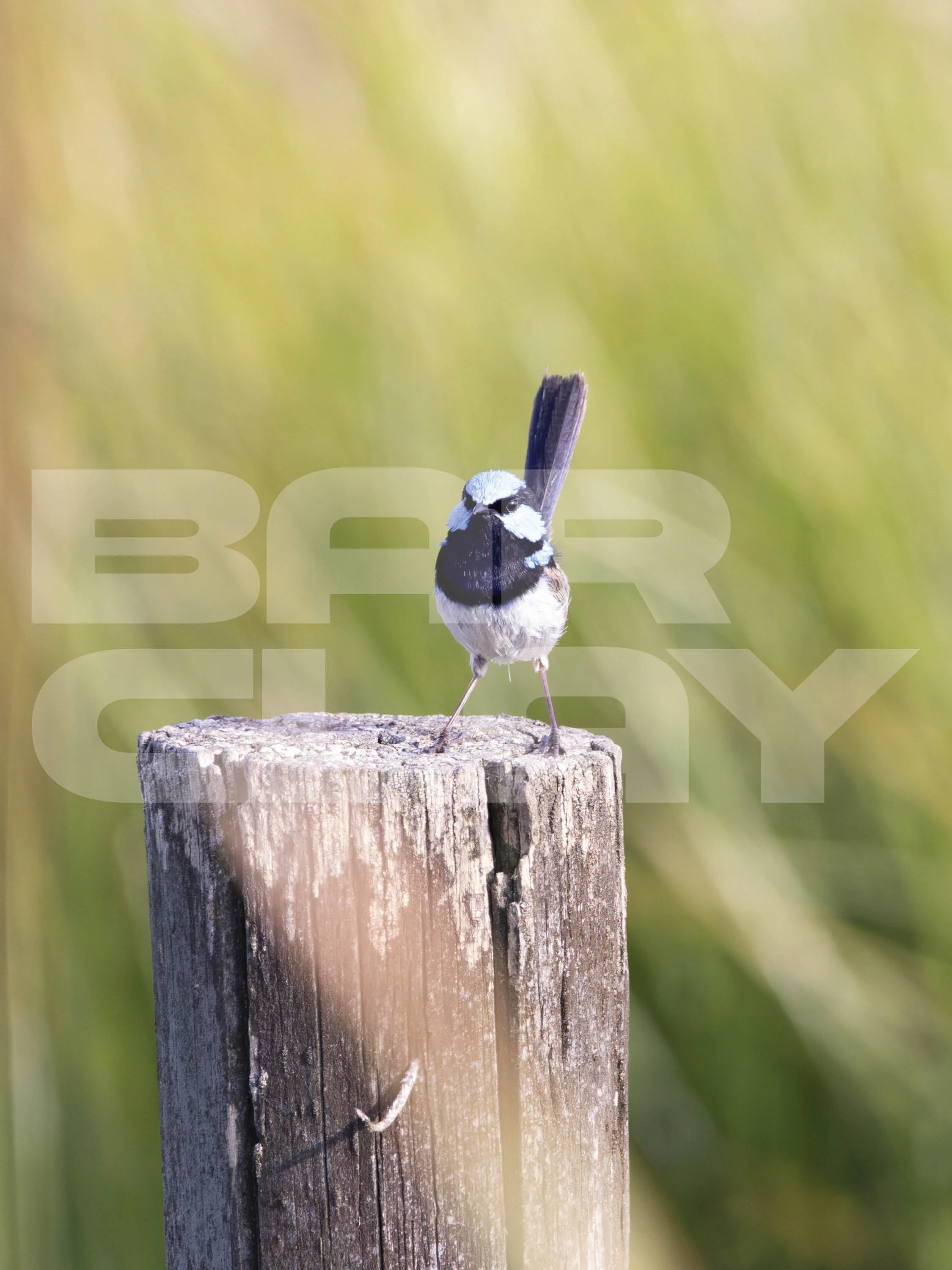 Watermarked image6.jpg