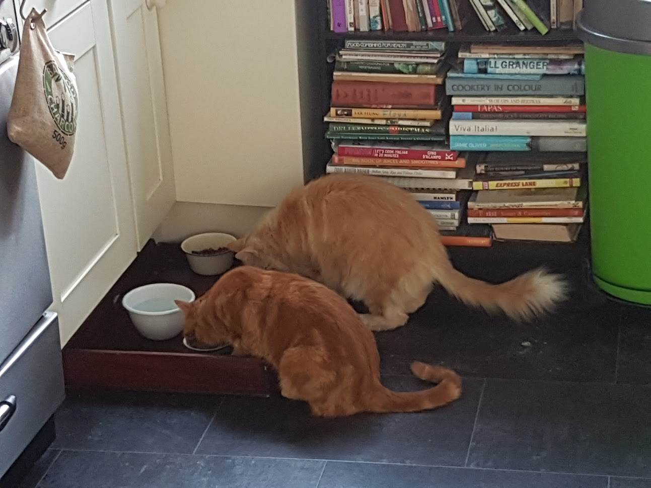 Katrina’s two ginger cats enjoying their meal at home