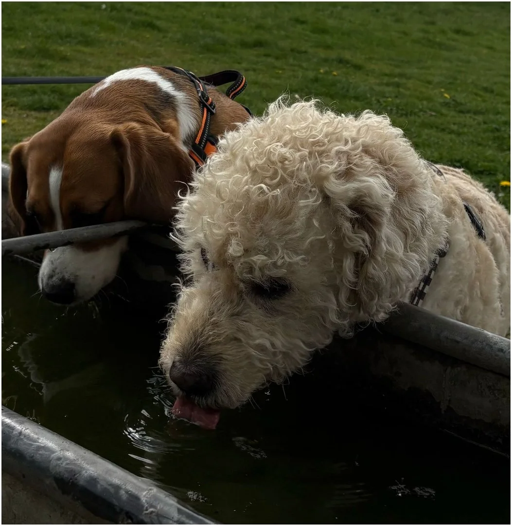 WhatsApp Image 2025-04-25 at 21.35.18_a204ee8f.jpg