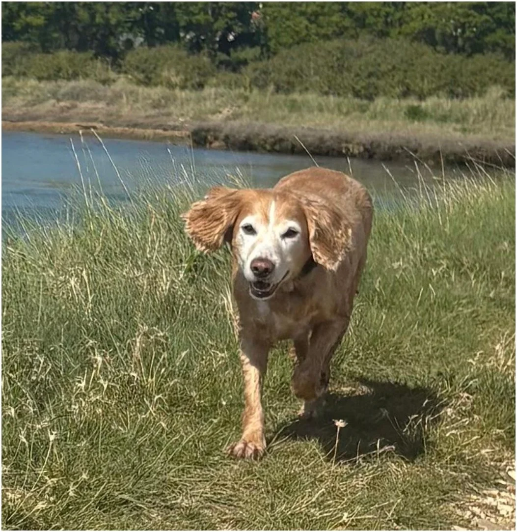 WhatsApp Image 2025-05-08 at 08.27.08_28cae77d.jpg