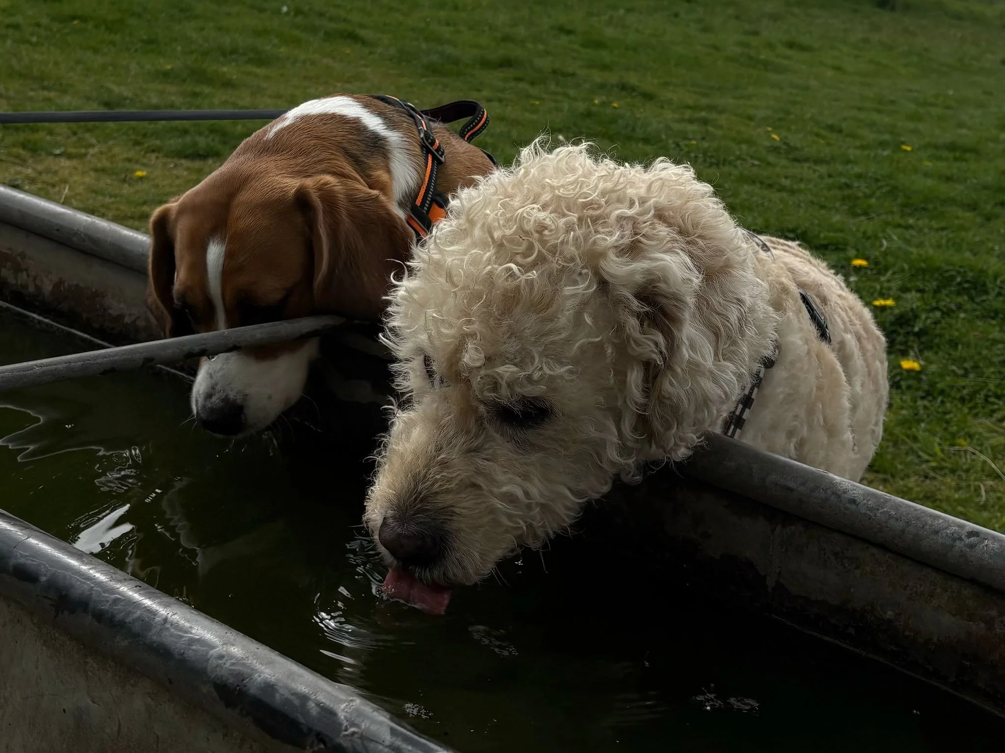 WhatsApp Image 2025-04-25 at 21.35.18_a204ee8f.jpg