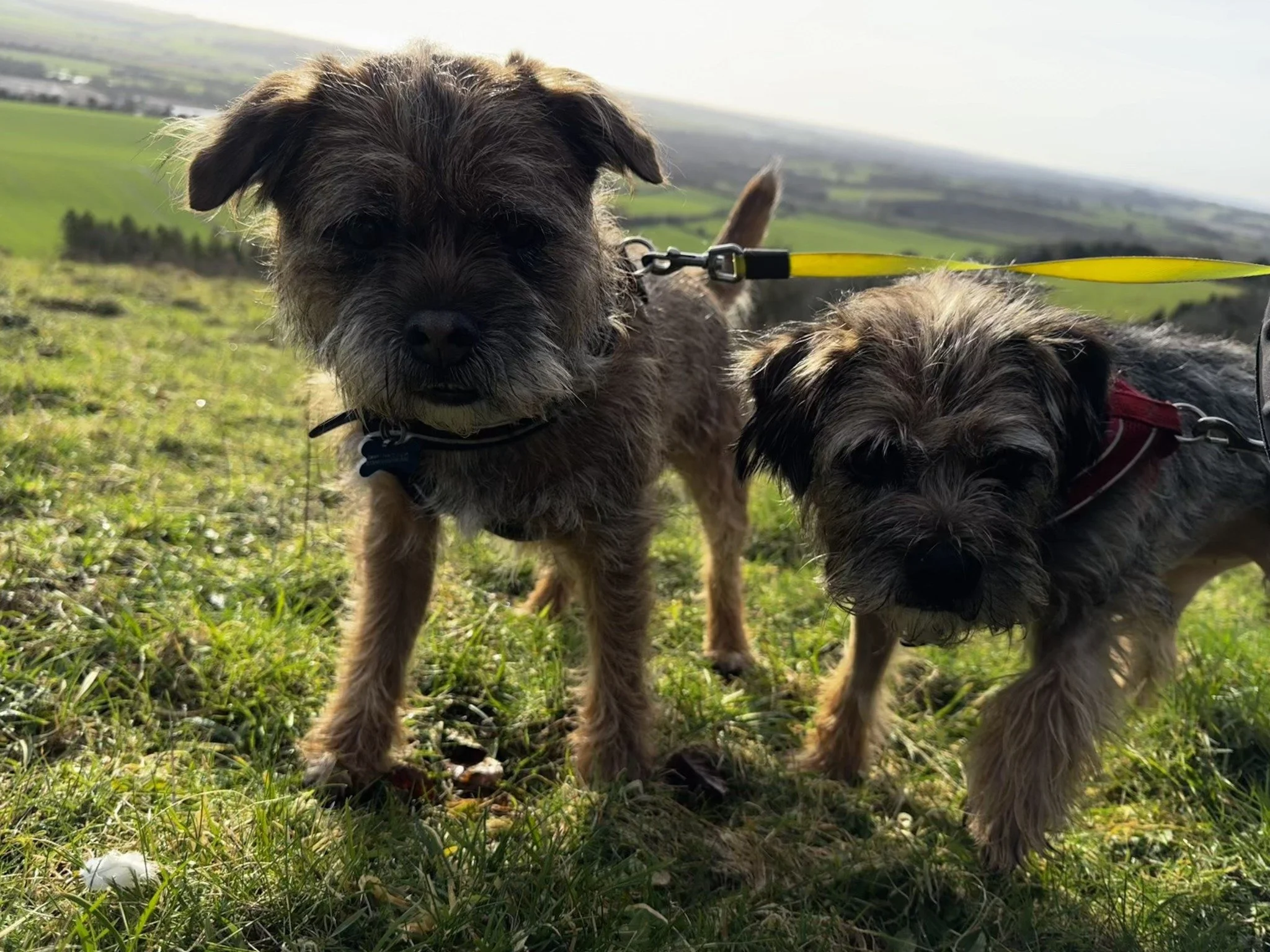 Sue Hayle's terriers.jpg