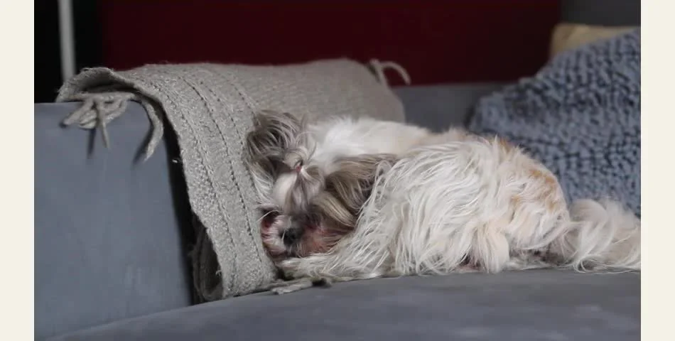 Helping your dog through fireworks