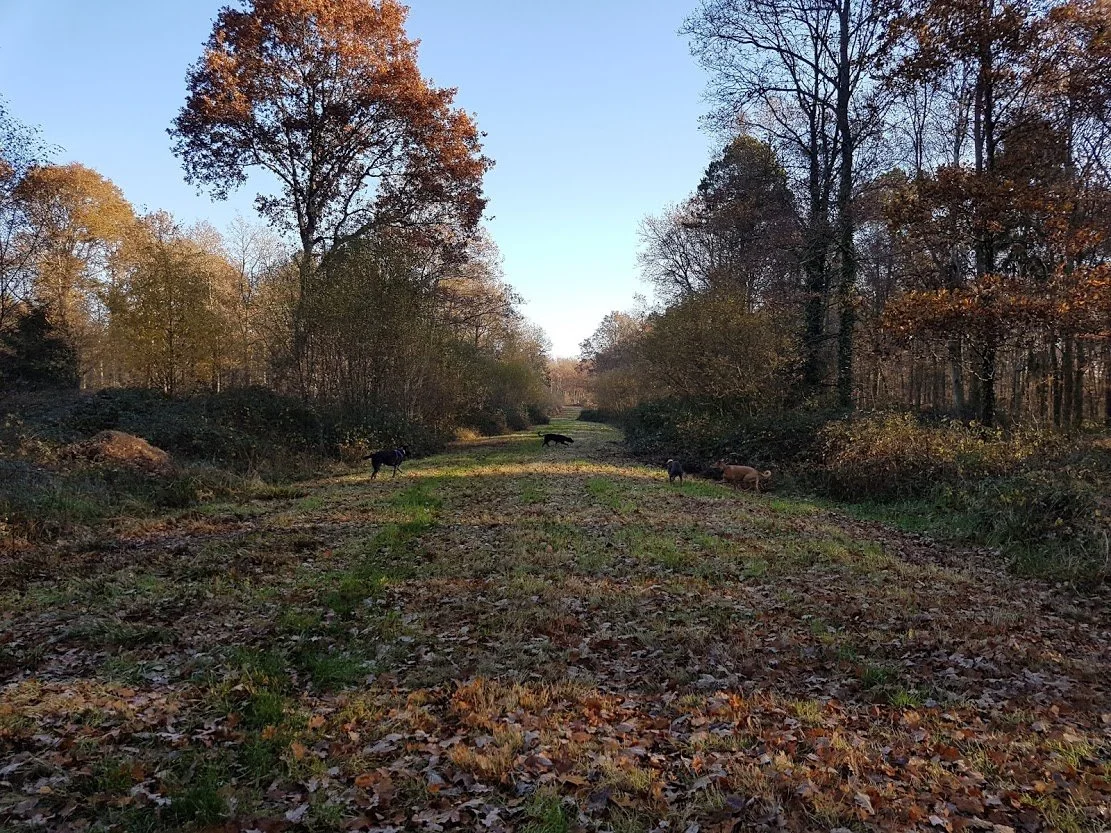 An open ride at Whiteley Woods with dogs sniffing and walking in autumnal light
