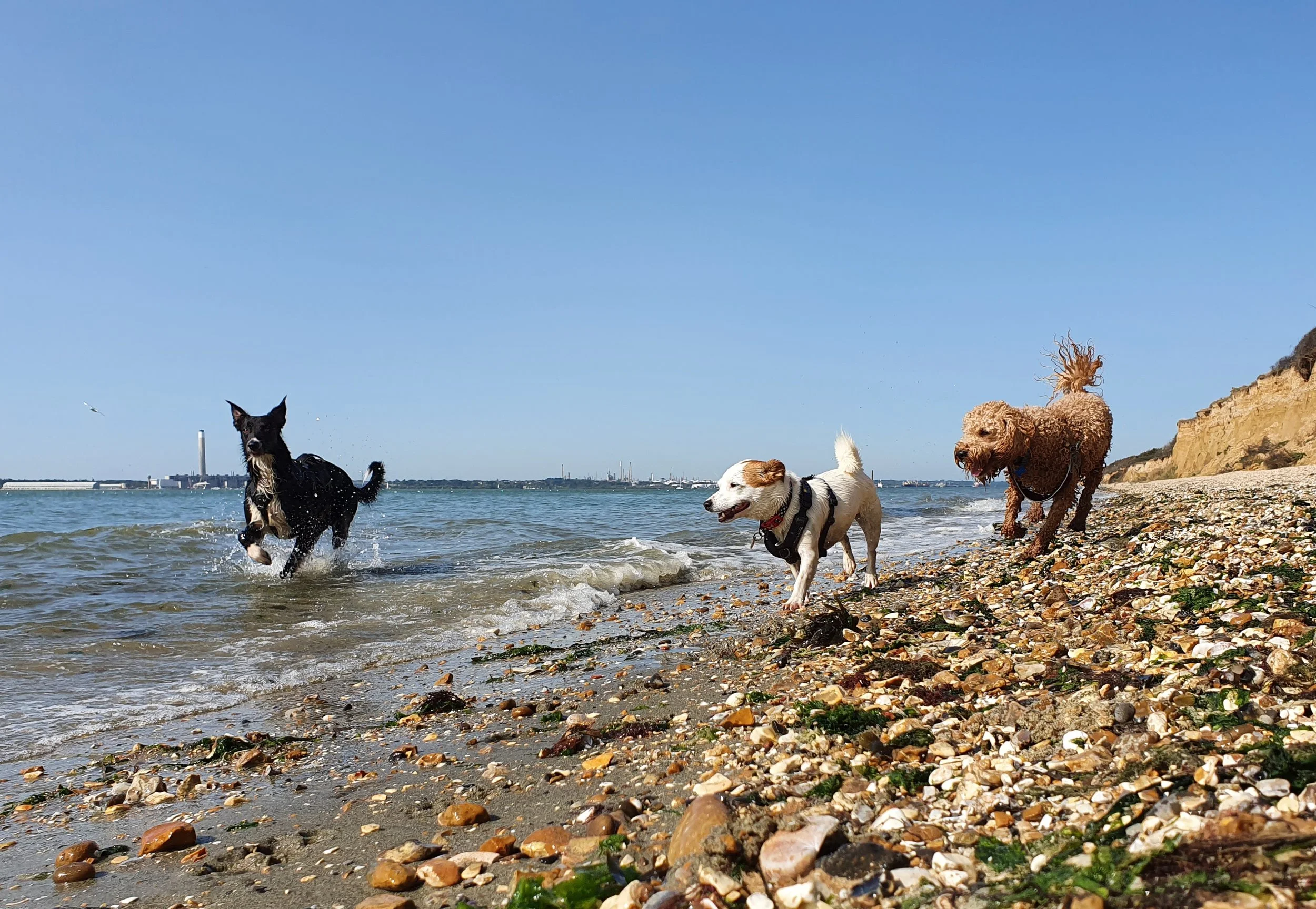 Dogs enjoying a beach walk along the shore at Chilling during summer