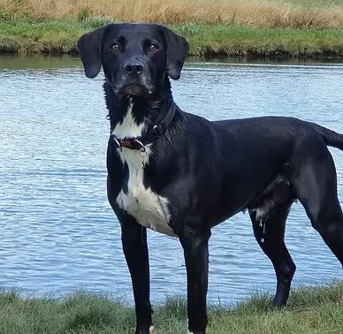 Harvey, the family dog, standing beside the water
