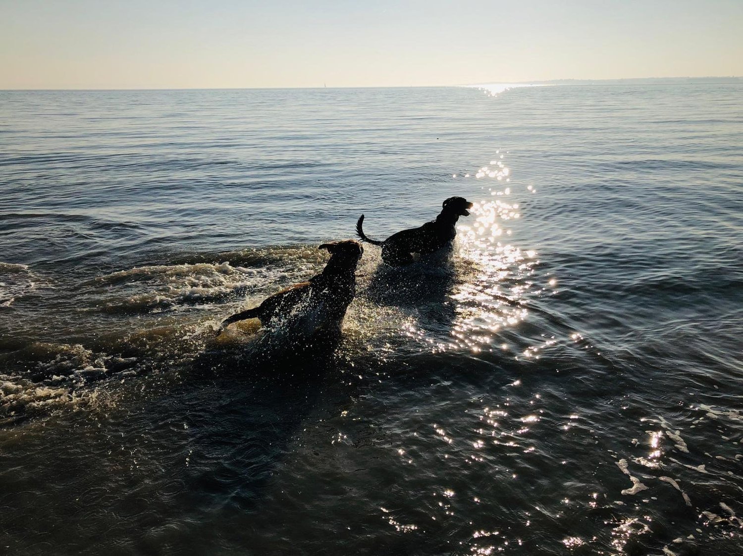 Two dogs enjoying the water together, fully in view