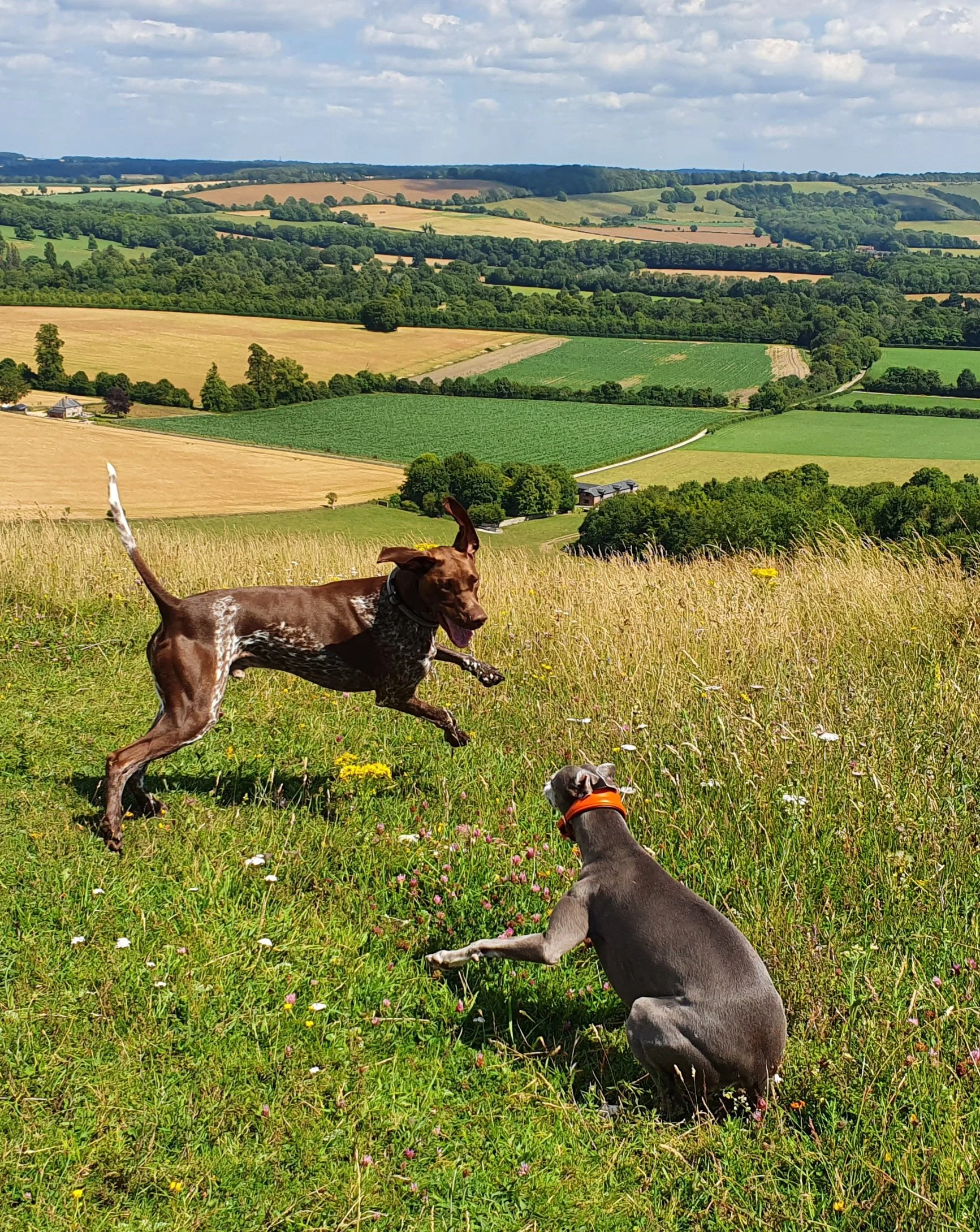 Two dogs playing in summer sun on meadows at Beacon Hill
