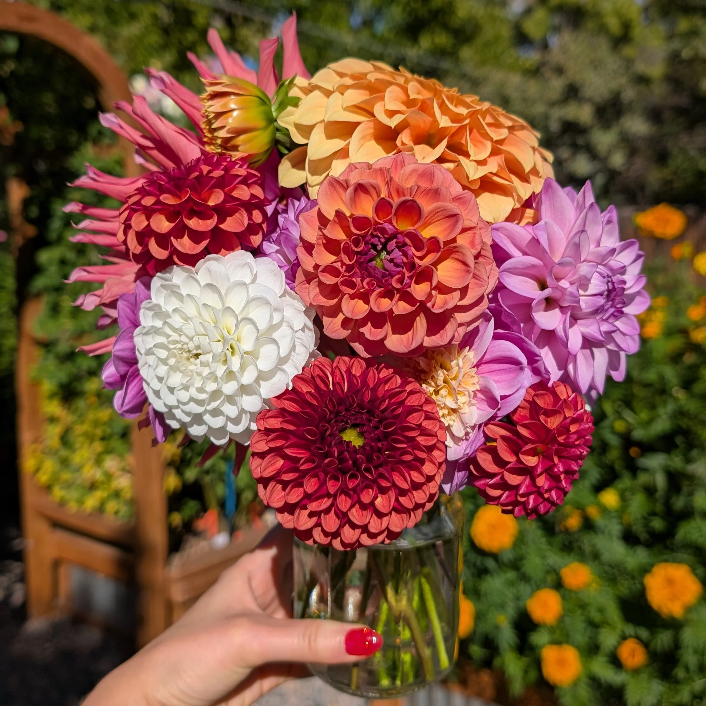 Dahlia Jar Arrangement (10 stems)