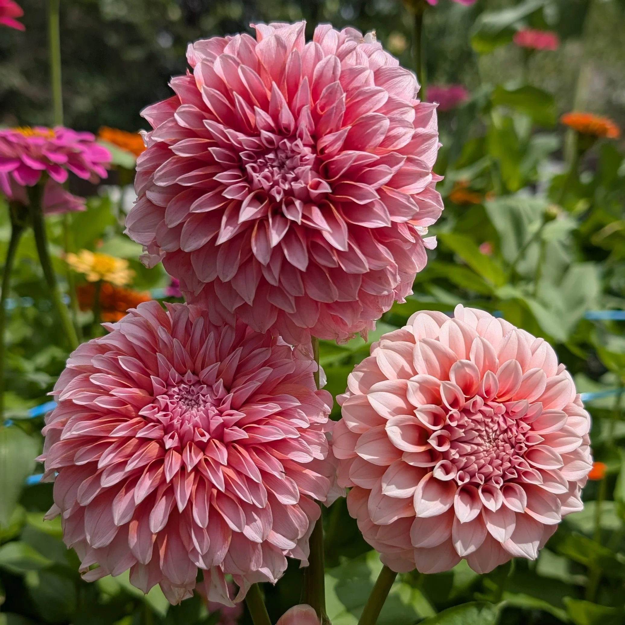 Peaches N Cream-2.jpg