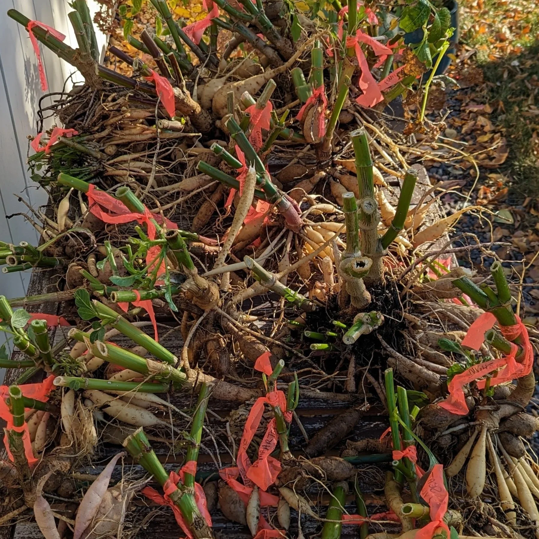 Dahlia Tuber Sale Policies &amp; Information