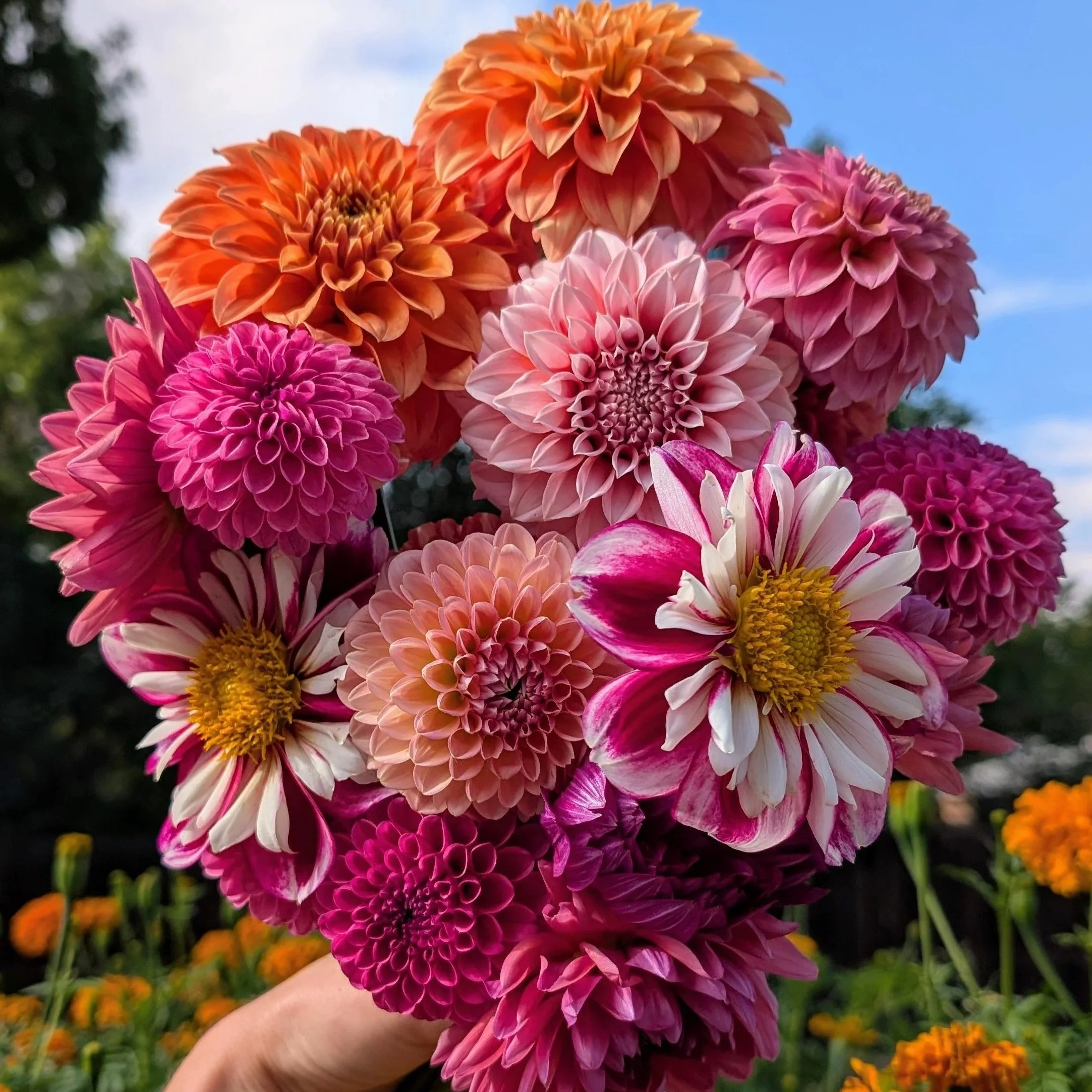 How to Grow Dahlias: A Complete Guide