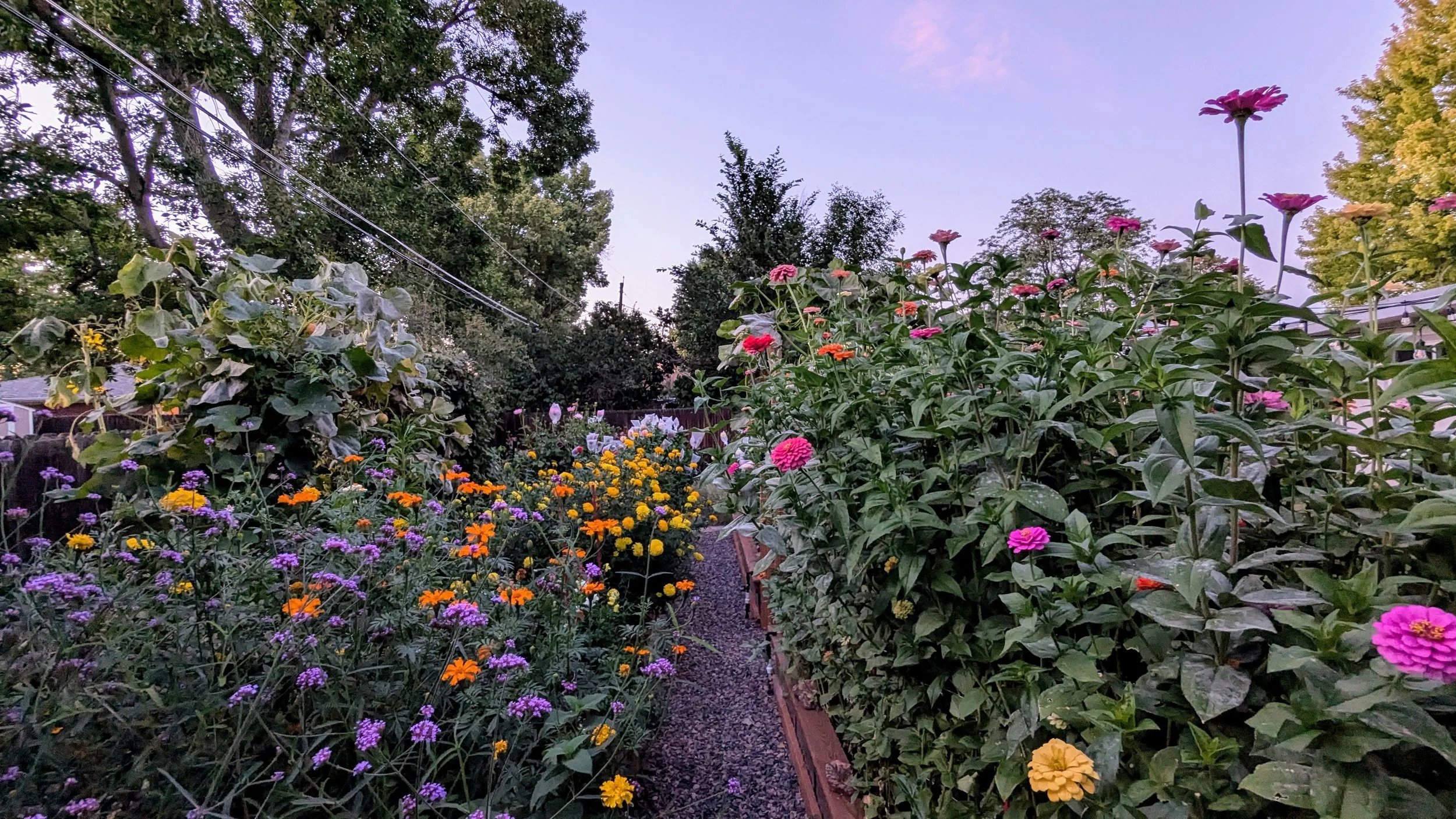 Garden 2.jpg