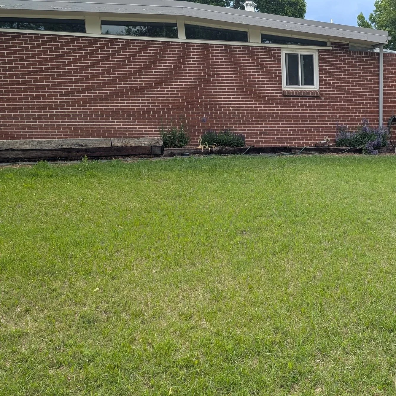 How to Replace Your Lawn with Native Grass: Colorado Front Range Xeriscaping Guide