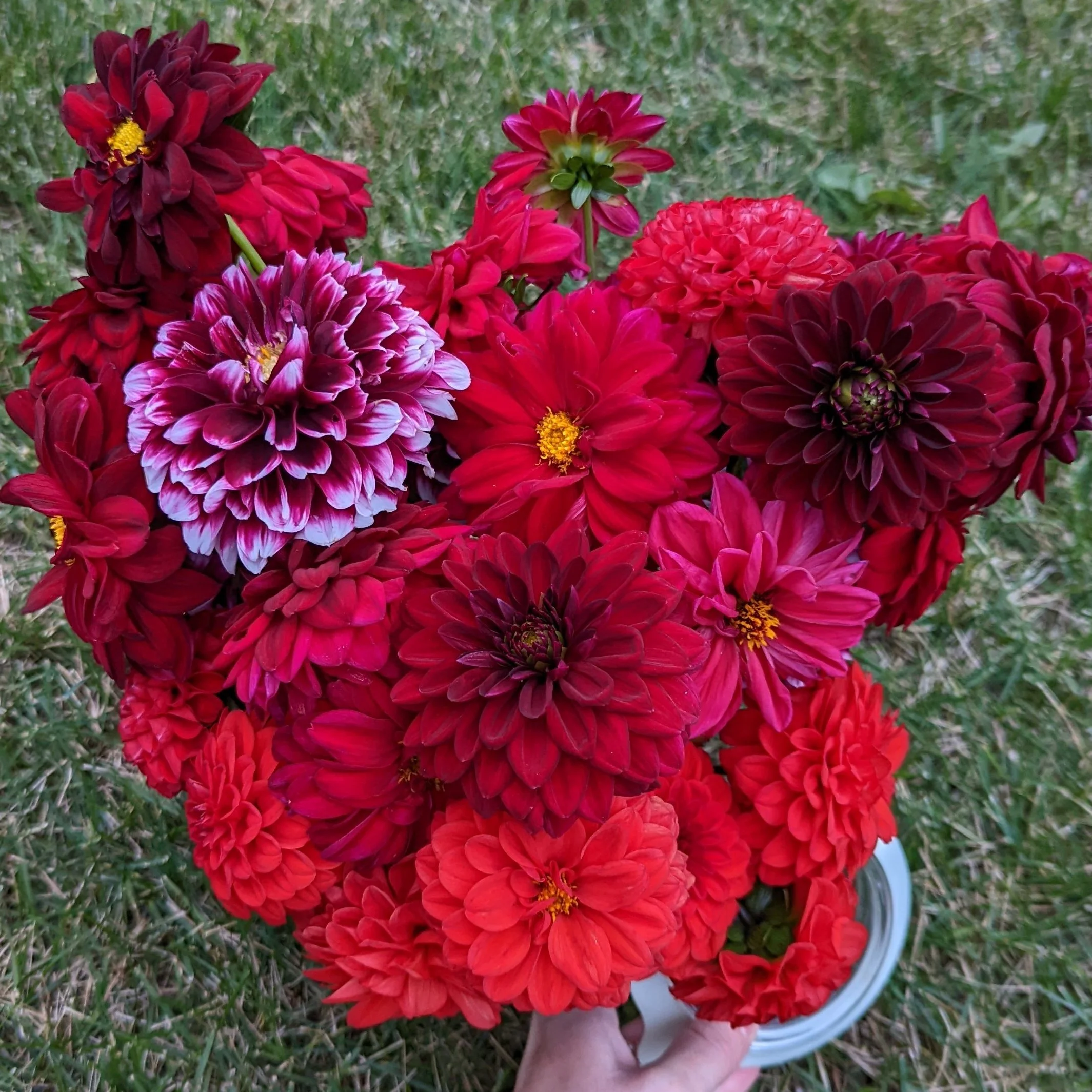 Cropped_Image (14).jpg