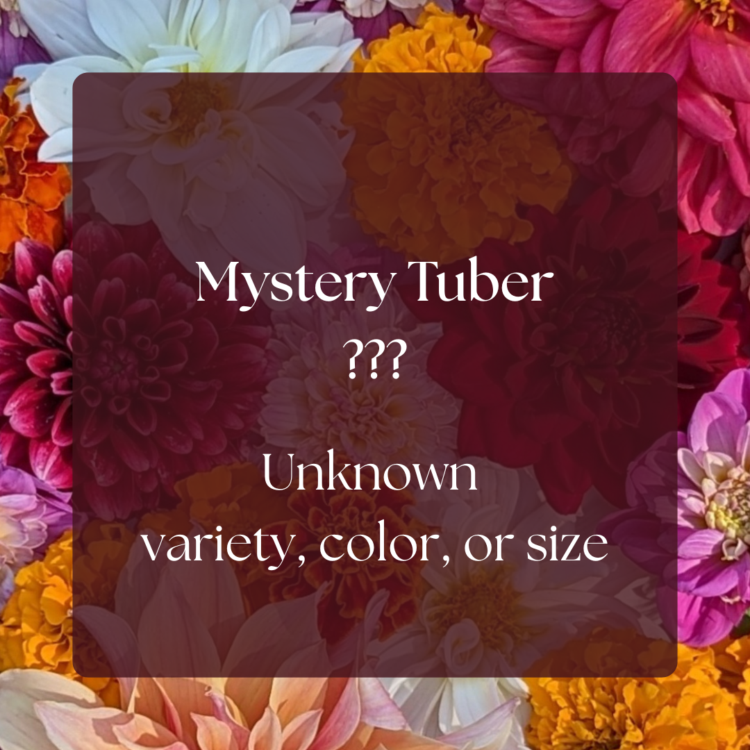Mystery Tuber