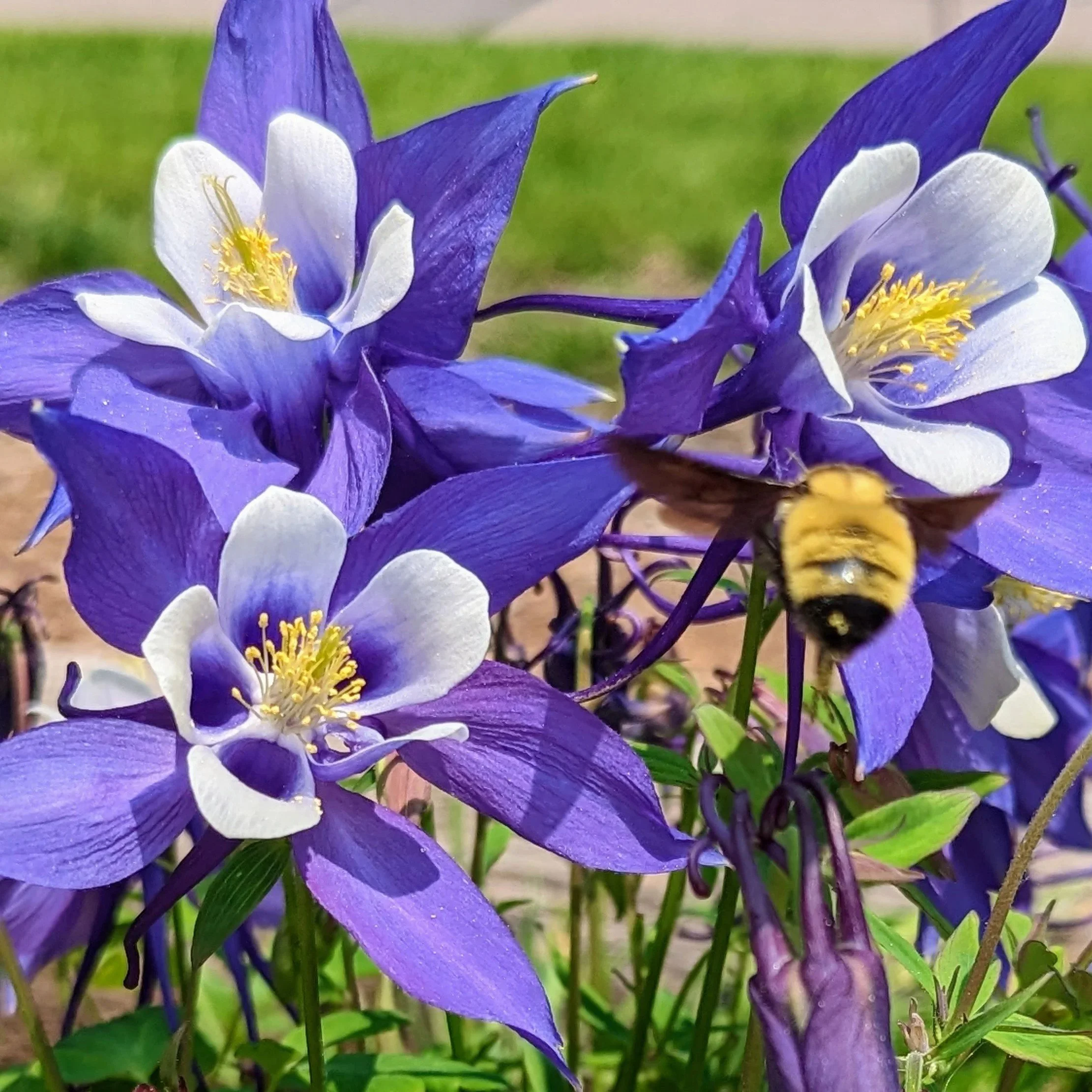 Close-up of purple and white flowers with a bee flying near the center of the flowers.