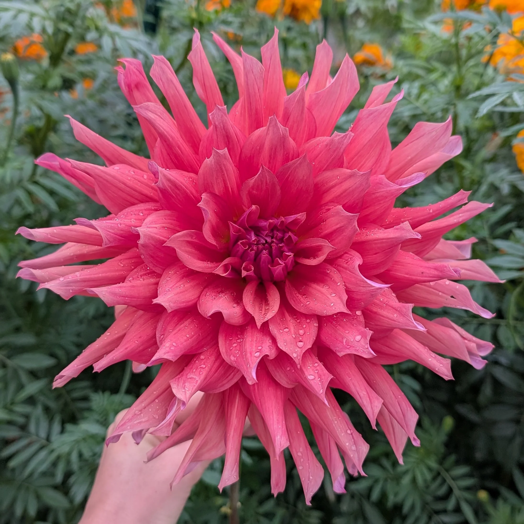 Belle of Barmera-2.jpg