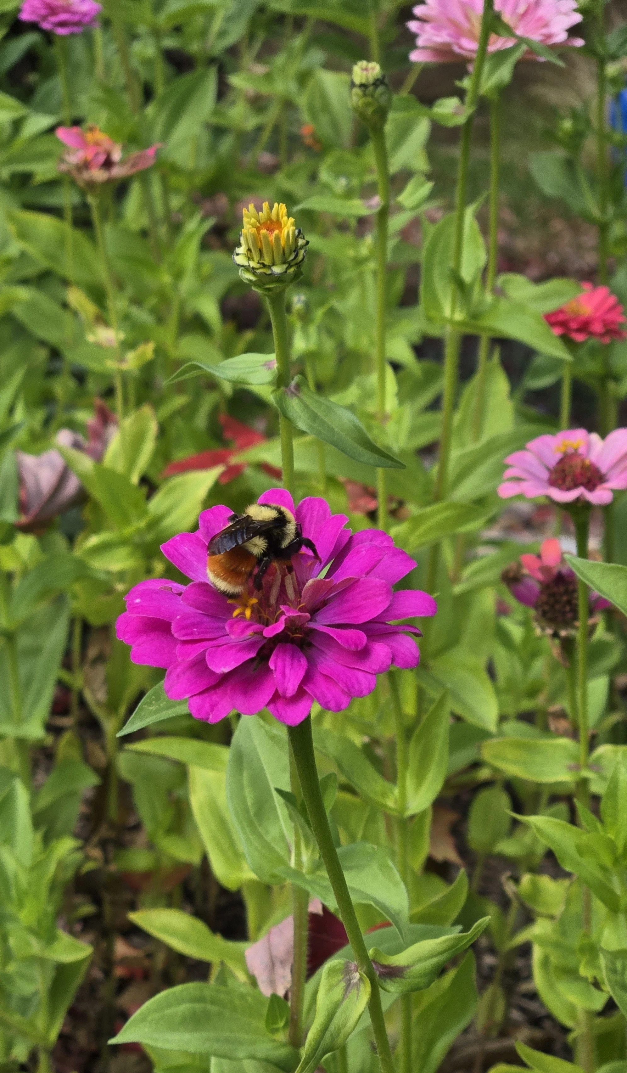A bee with black and yellow fuzzy body collecting nectar from a vibrant pink flower in a garden with green leaves and other pink flowers in the background.