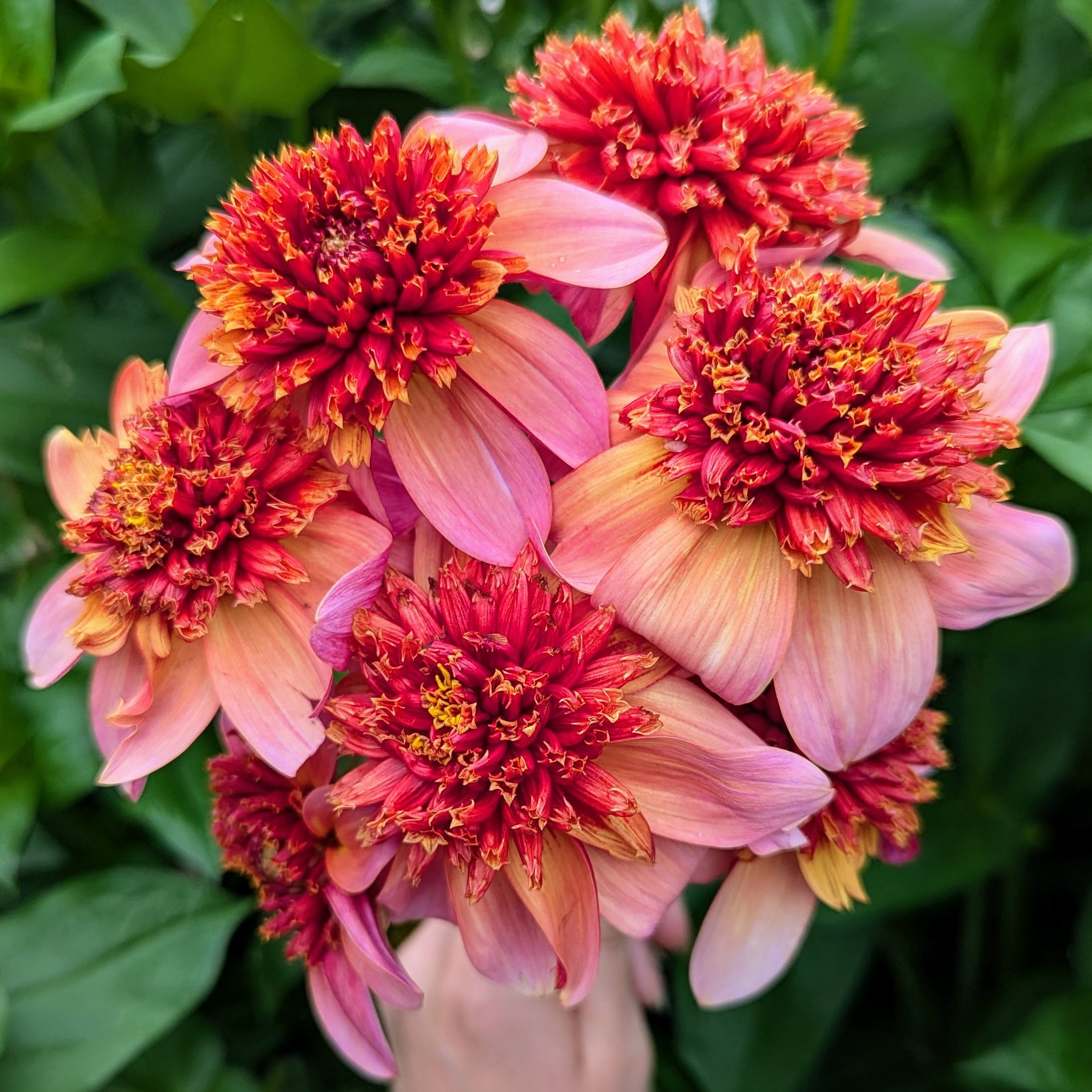 Totally Tangerine-1.jpg