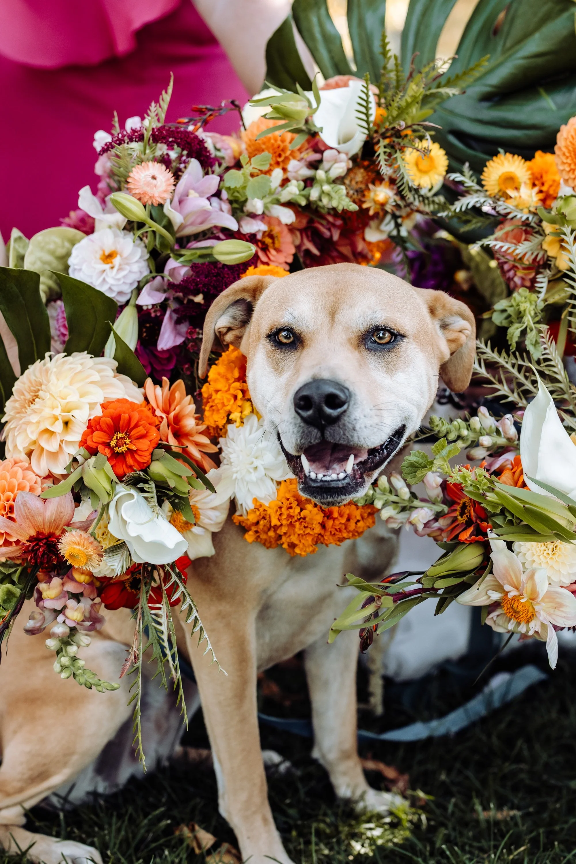 A happy dog with a tan coat and expressive eyes, surrounded by a vibrant wreath of assorted colorful flowers.