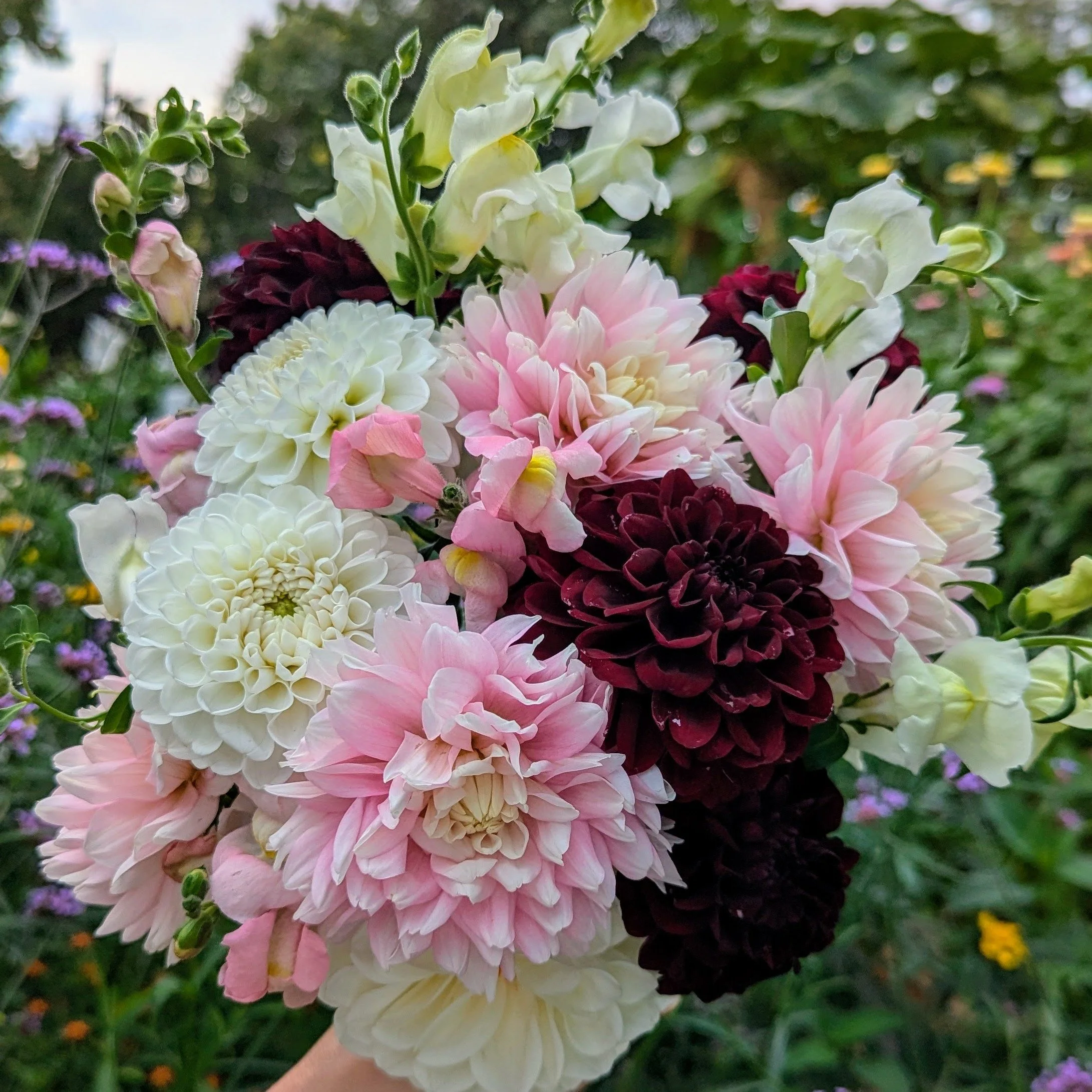 Cropped_Image (13).jpeg