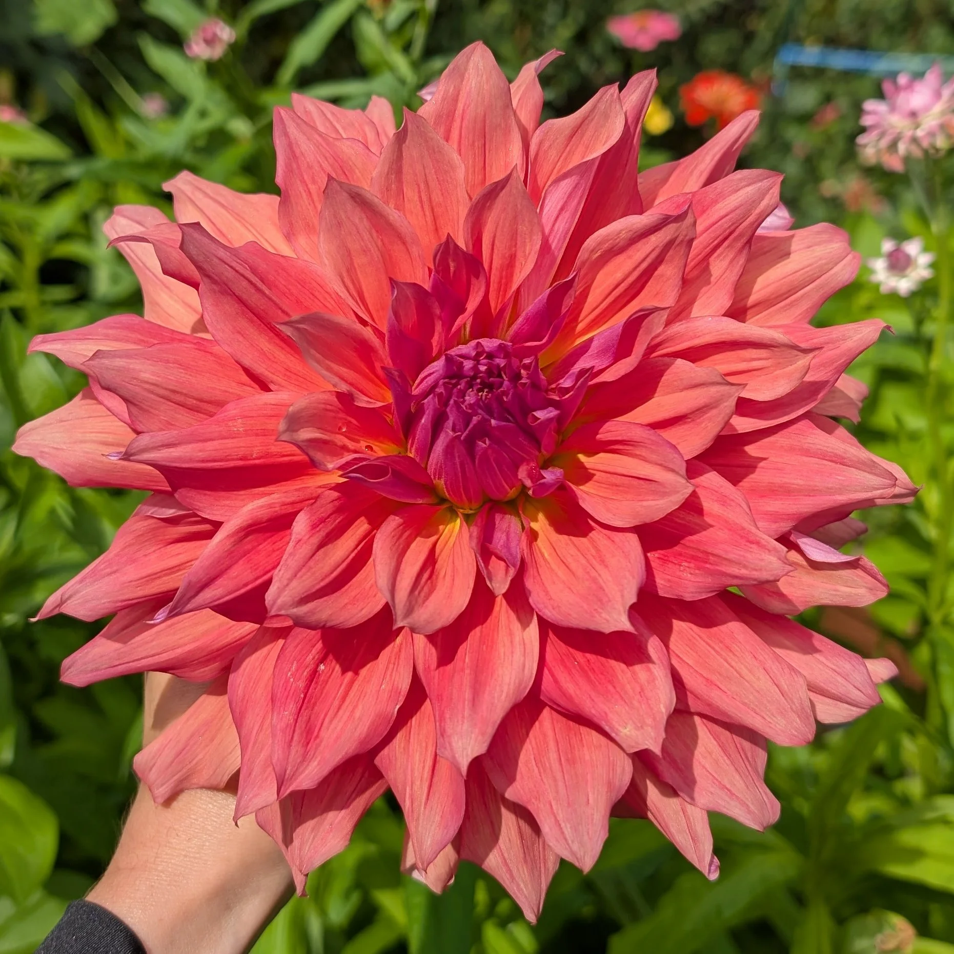 Belle of Barmera-1.jpg