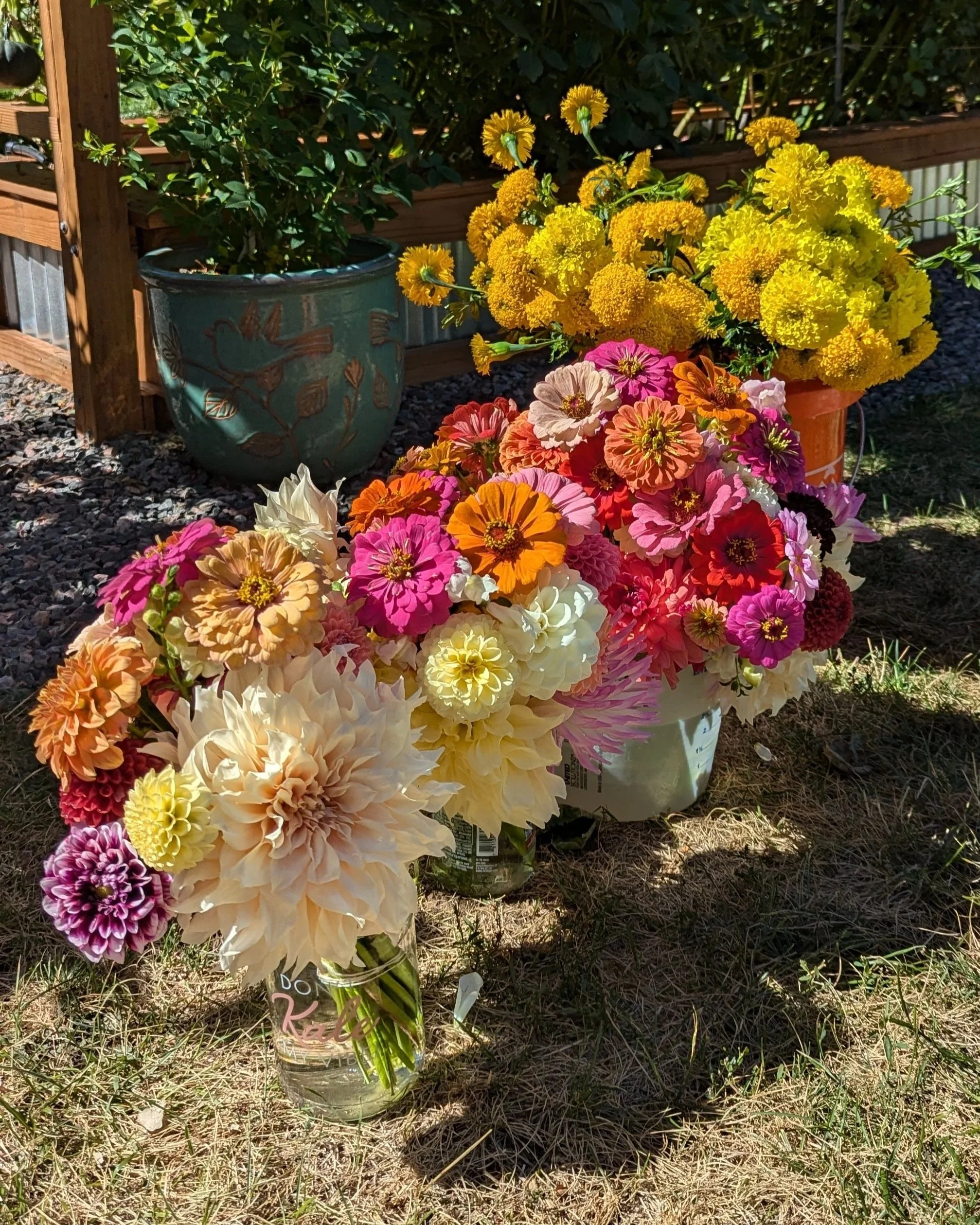Bouquet of colorful flowers, including dahlias and zinnias, in a glass jar on grass with potted flowers and greenery in the background.
