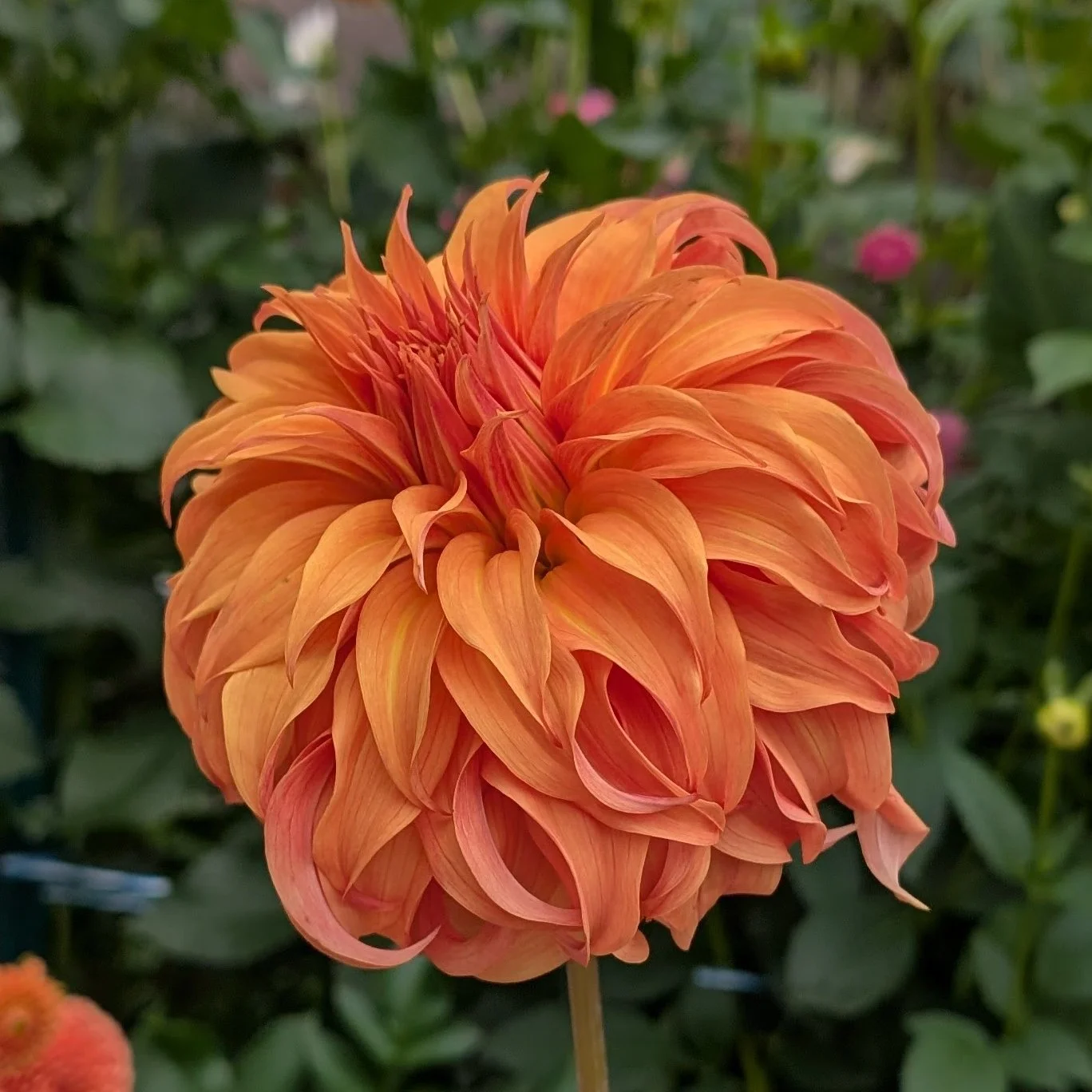 Bloomquist Jean-3.jpg