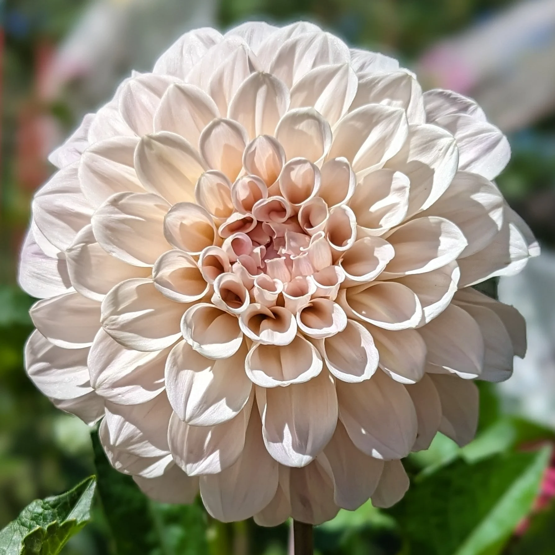 Sweet Nathalie-2.jpg