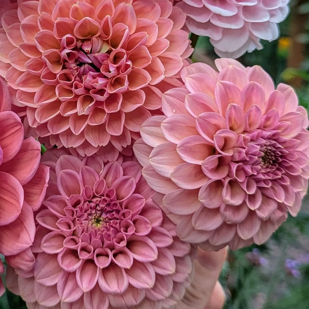 Rock Run Ashley-1.jpg